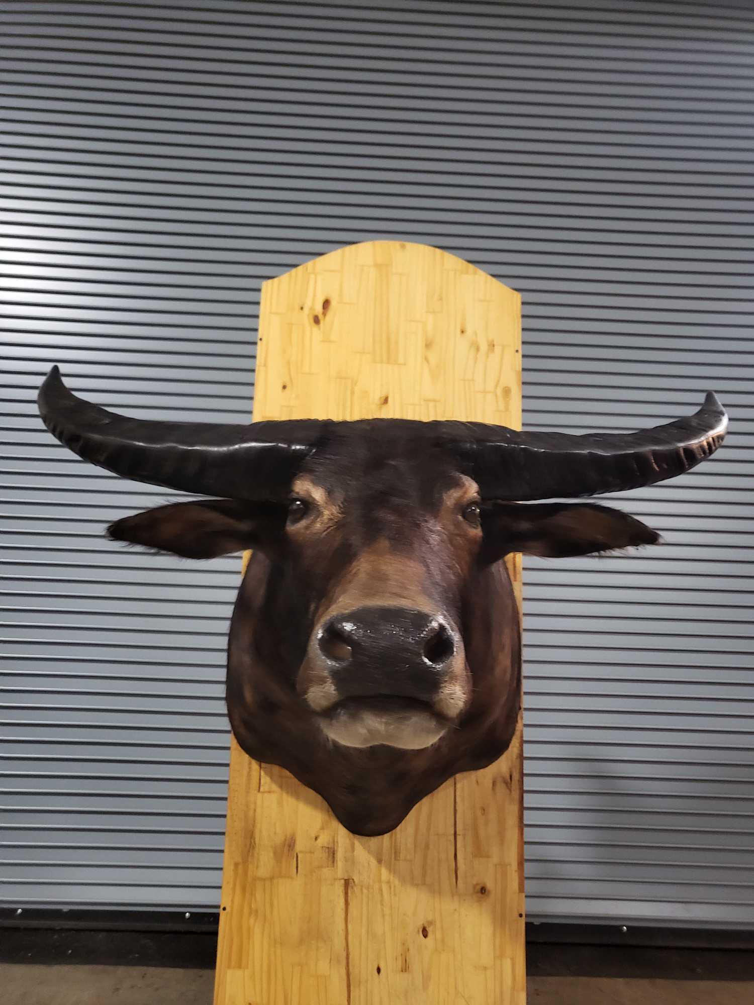 WATER BUFFALO TAXIDERMY SHOULDER MOUNT (1 of 5)