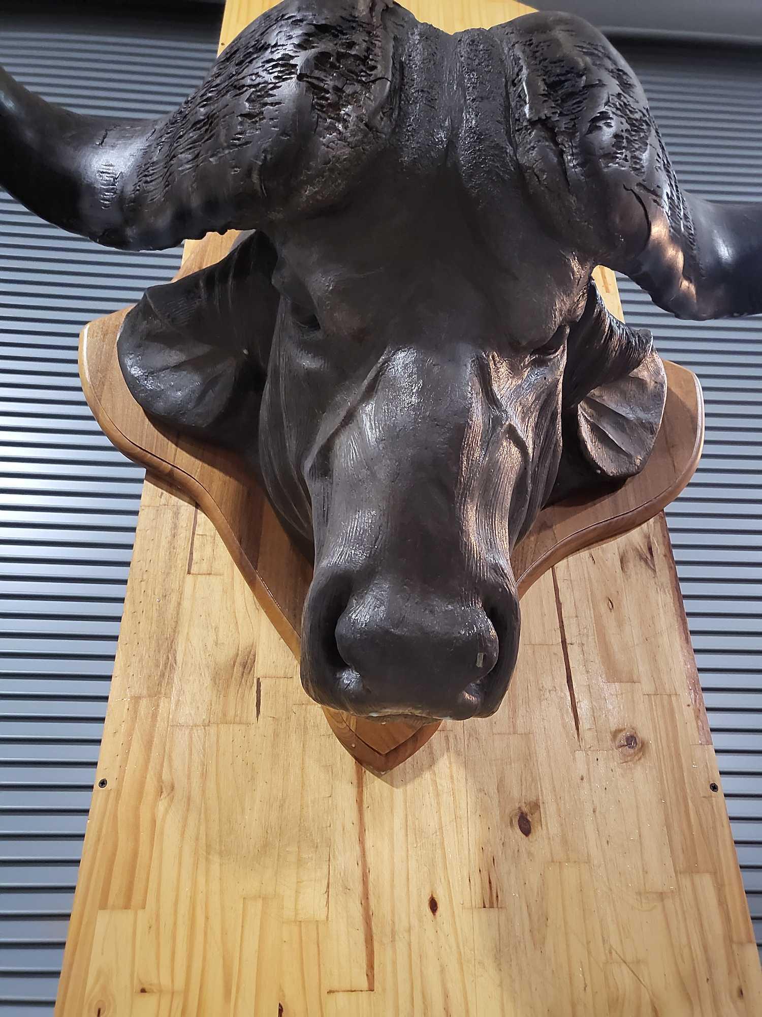 CAPE BUFFALO HORNS MOUNTED ON A BRONZE STYLE HEAD. VERY COOL TAXIDERMY STYLE SHOULDER MOUNT (1 of 5)
