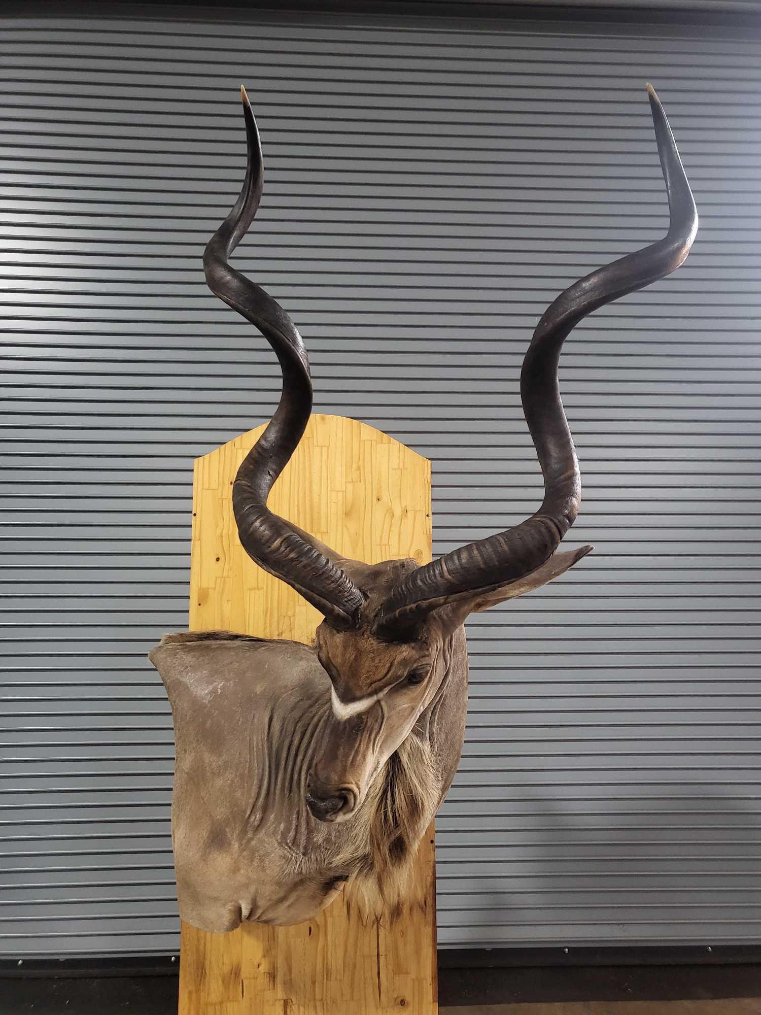 SUPER NICE GREATER KUDU TAXIDERMY SHOULDER MOUNT (1 of 5)
