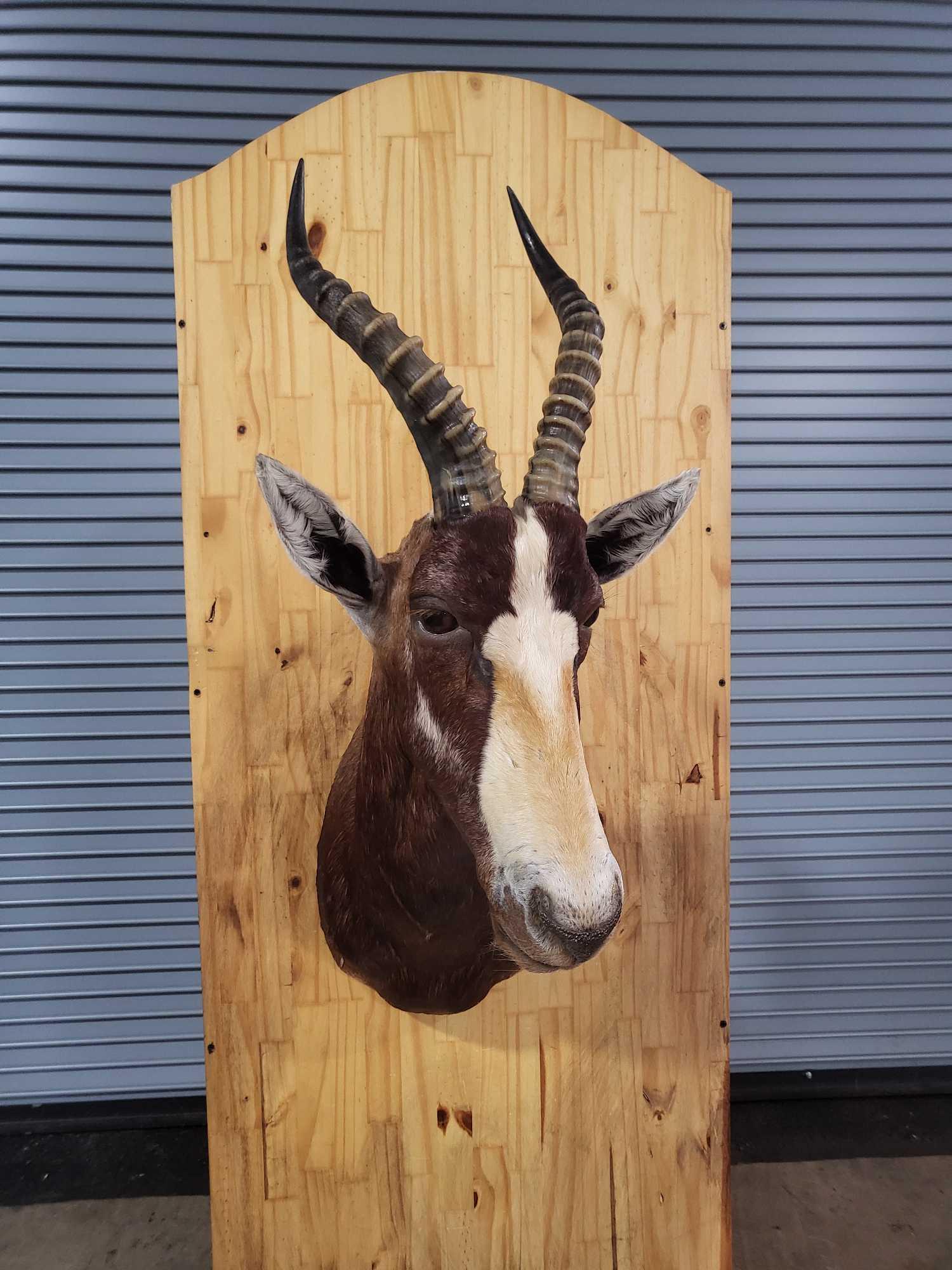 RARE - BONTEBOK TAXIDERMY SHOULDER MOUNT - OHIO RESIDENTS ONLY (1 of 5)