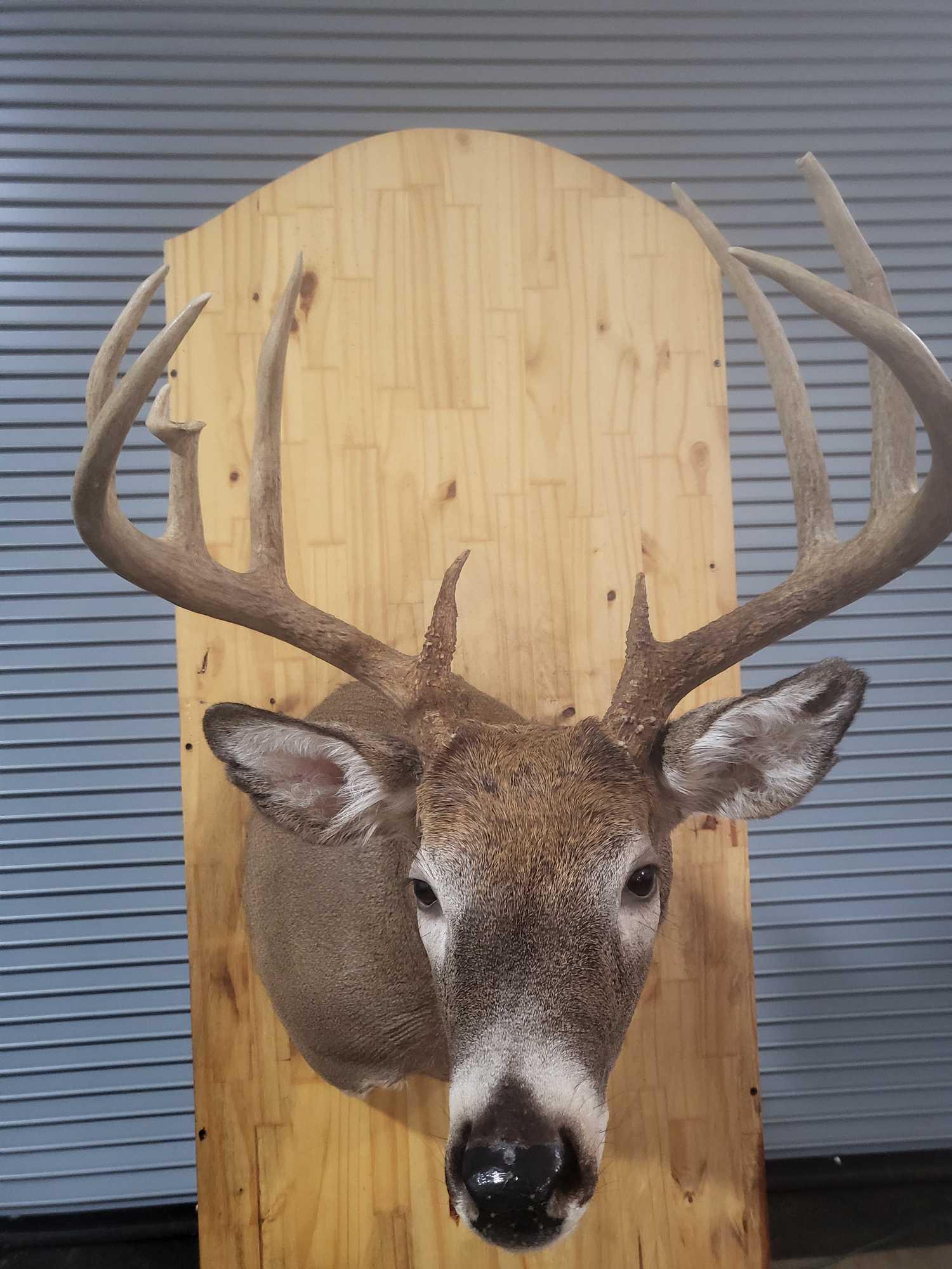 WHITETAIL DEER TAXIDERMY SHOULDER MOUNT (1 of 3)