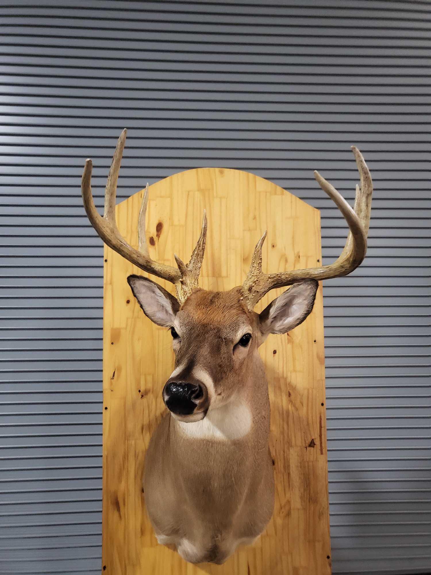 WHITETAIL DEER TAXIDERMY SHOULDER MOUNT (1 of 4)