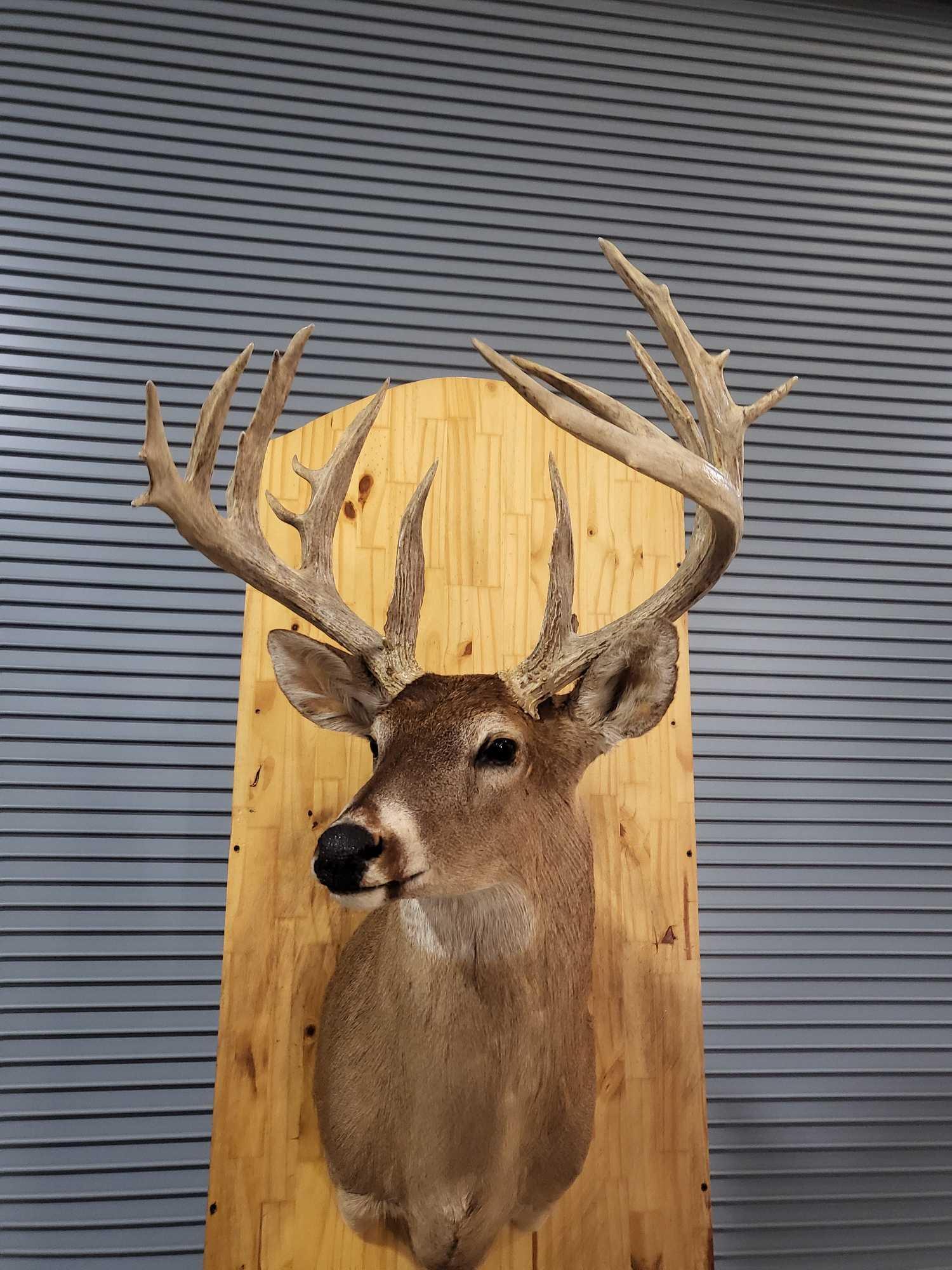 WHITETAIL DEER TAXIDERMY SHOULDER MOUNT (1 of 4)