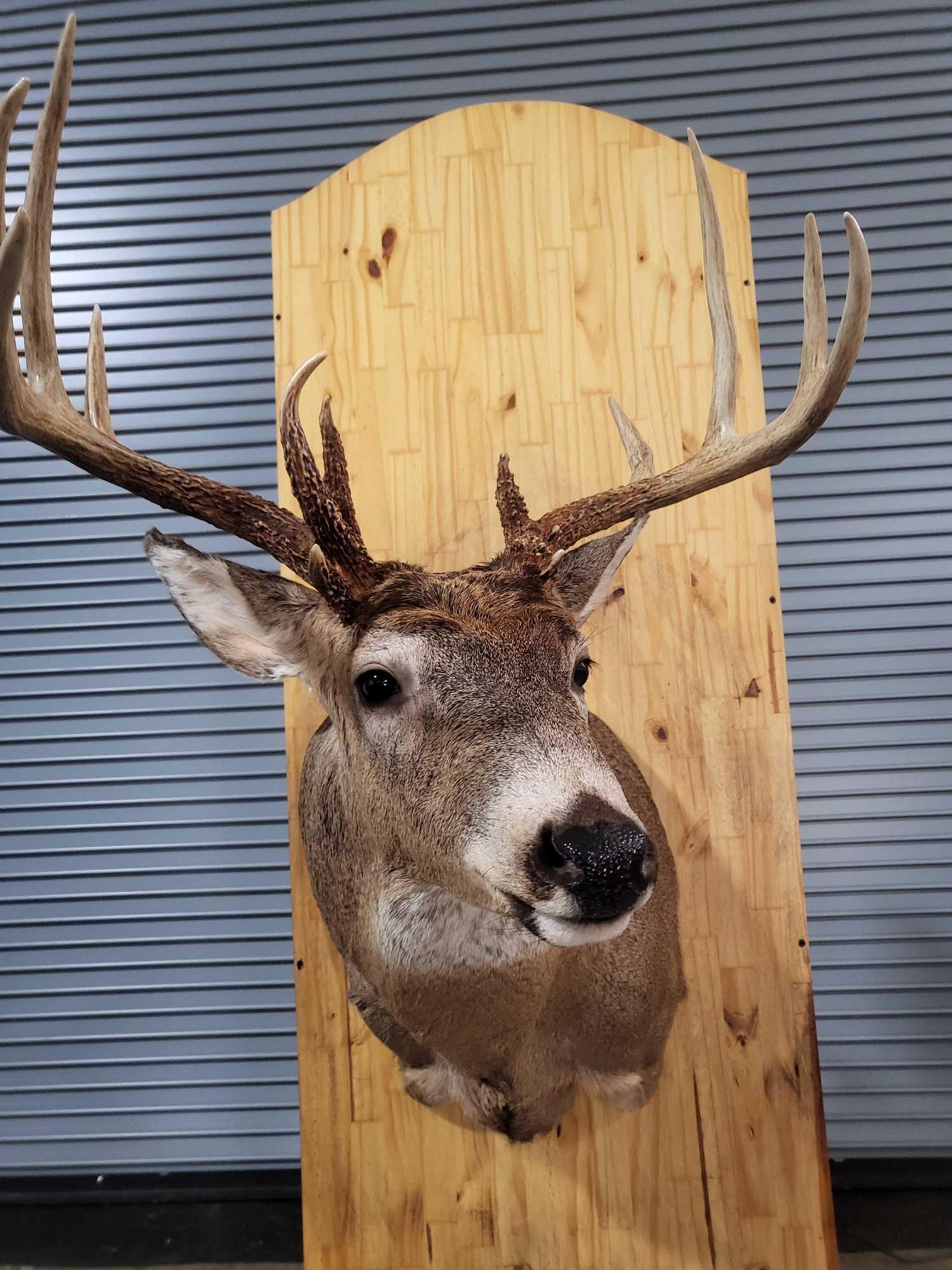 WHITETAIL DEER TAXIDERMY SHOULDER MOUNT (1 of 4)