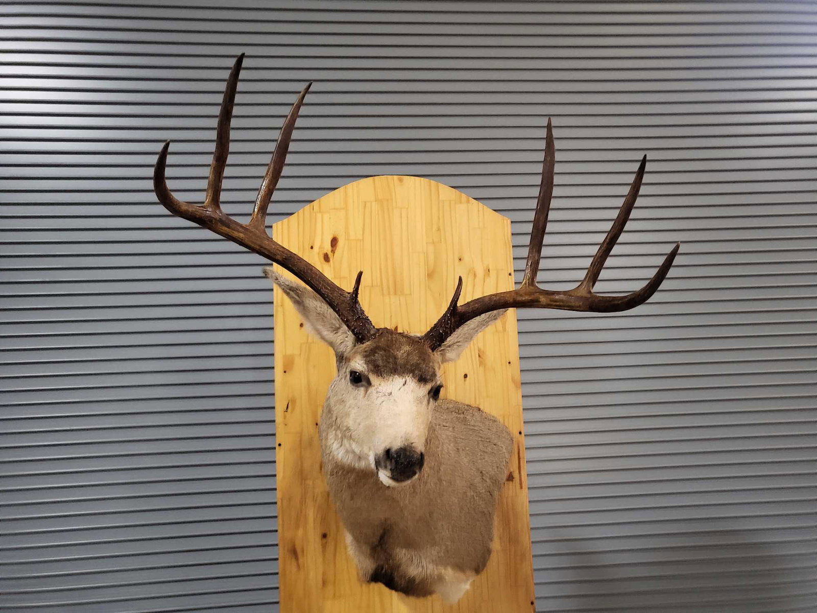 MULE DEER TAXIDERMY SHOULDER MOUNT (1 of 3)