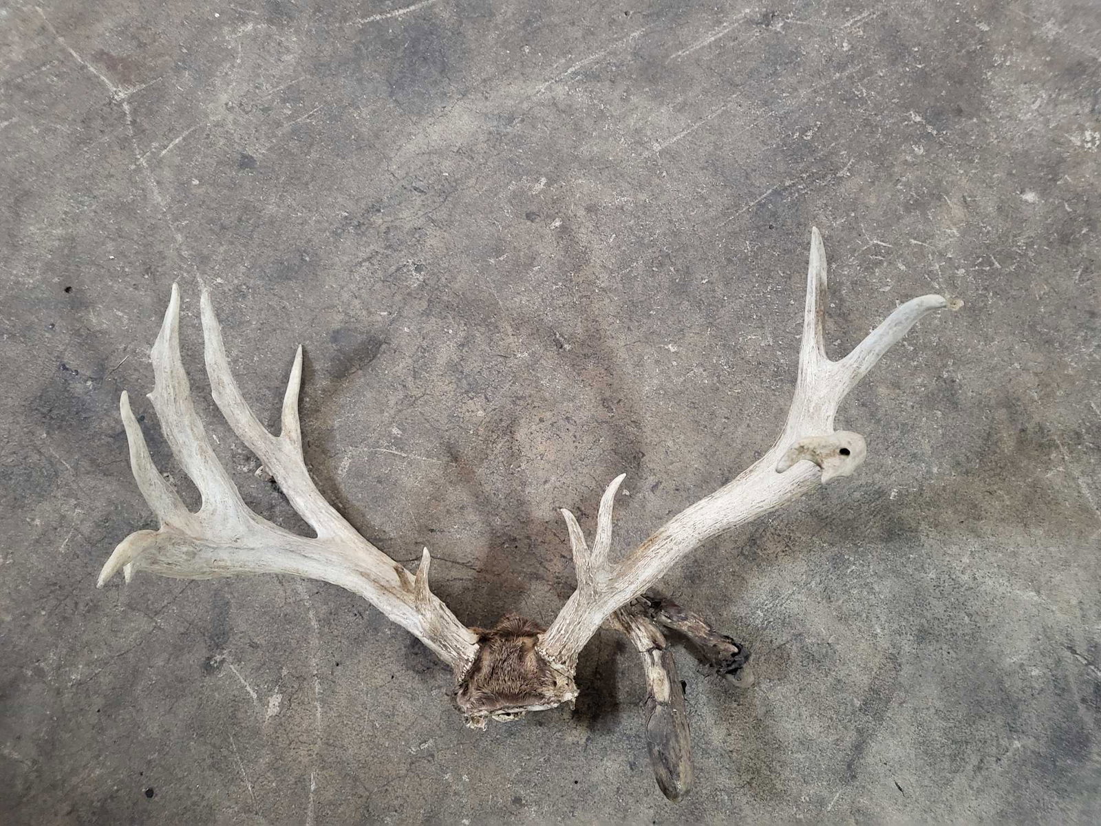 MONSTER WHITETAIL DEER SKULL AND ANTLER TAXIDERMY MOUNT (1 of 4)