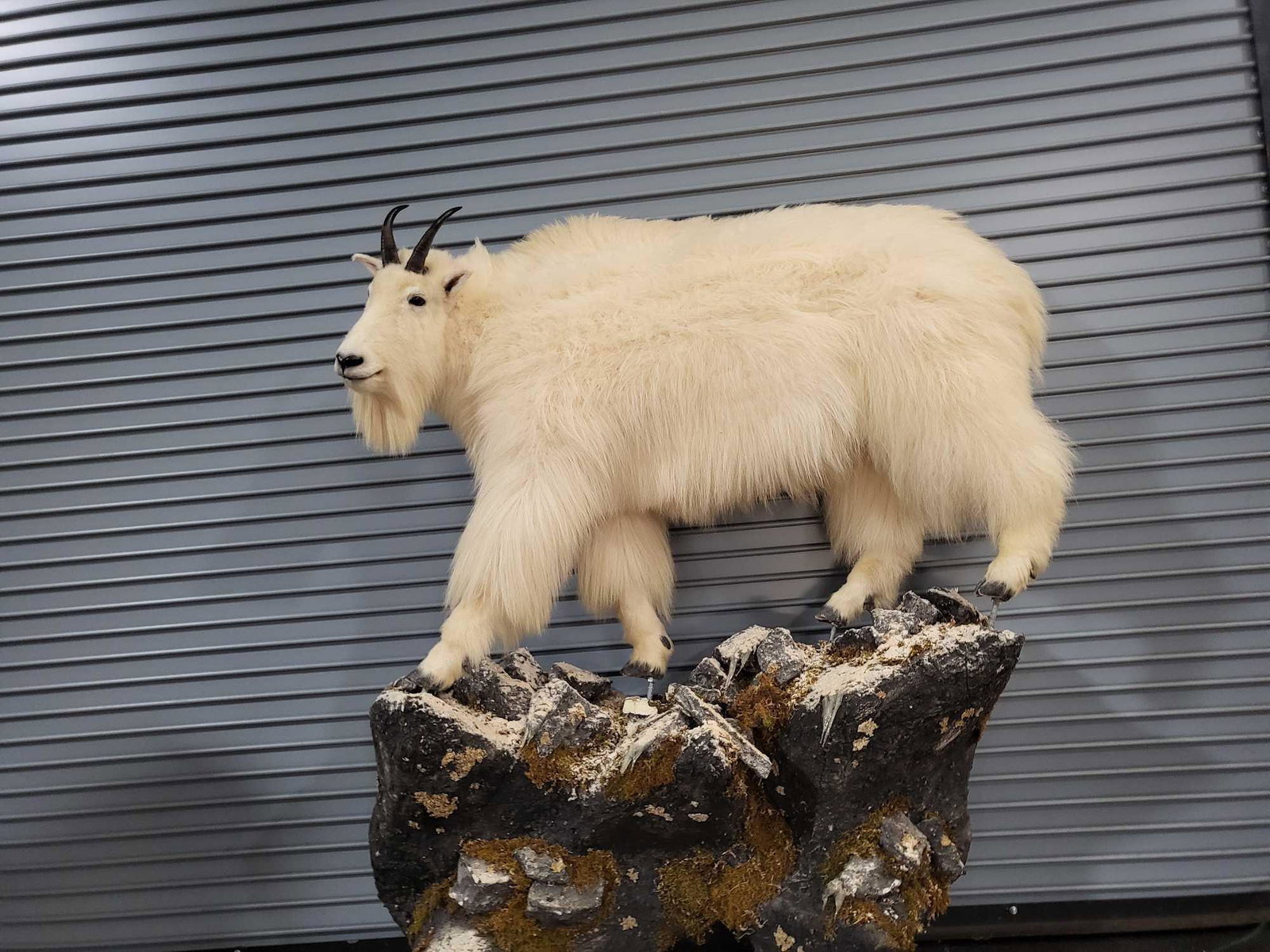 MOUNTAIN GOAT LIFE SIZE TAXIDERMY MOUNT (1 of 7)