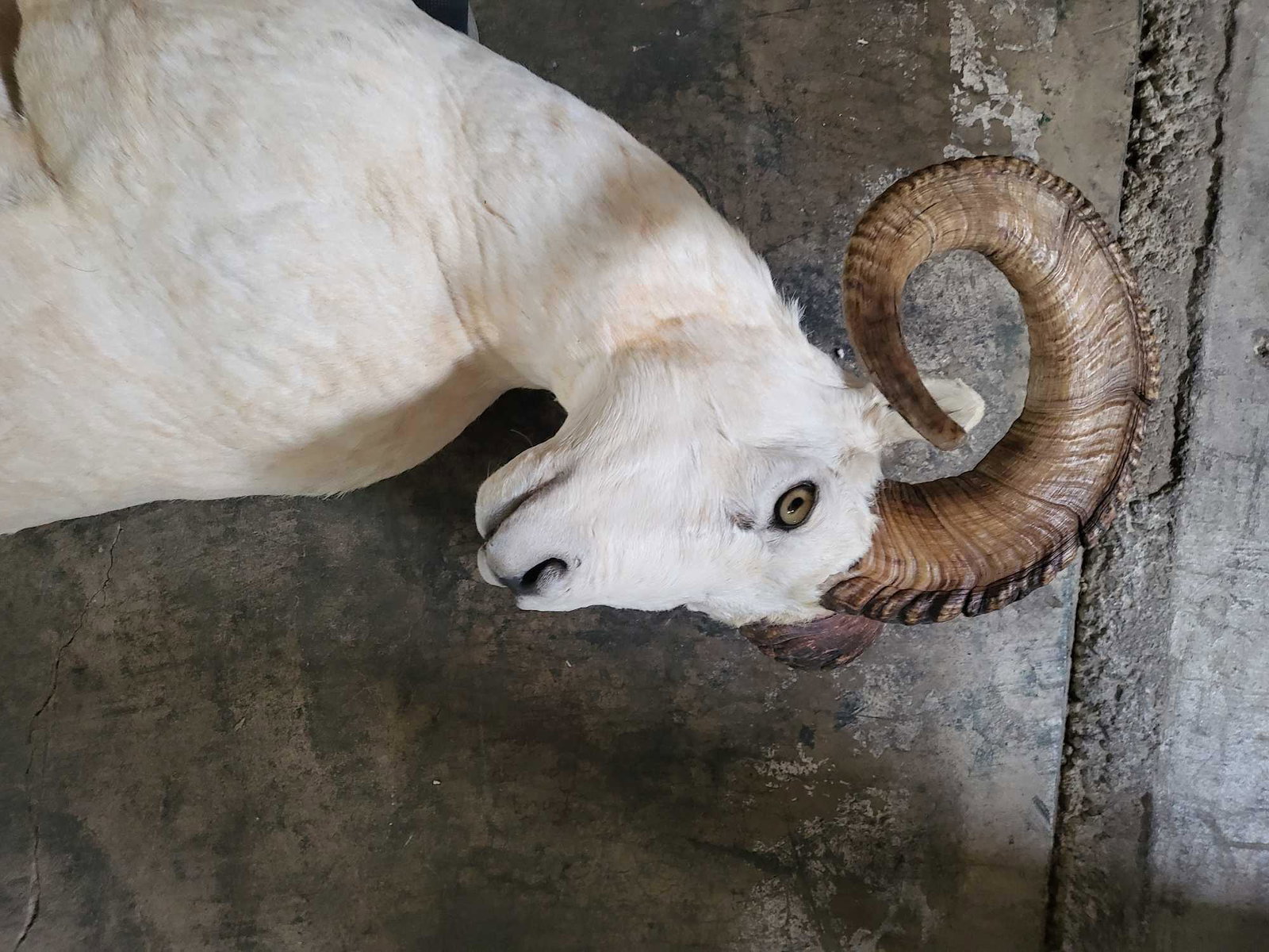WORLD CLASS DALL SHEEP LIFE SIZE TAXIDERMY MOUNT: WORLD CLASS LIFE SIZE DALL SHEEP TAXIDERMY MOUNT. To hunt a Dall Sheep in it's natural range is a $16,000-$20,000 hunt and you better be in Excellent physical shape to tackle the mountain terrain.