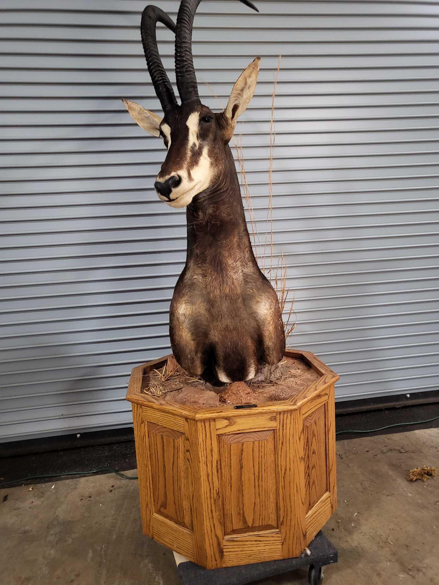 AFRICAN SABLE TAXIDERMY PEDESTAL MOUNT (1 of 5)