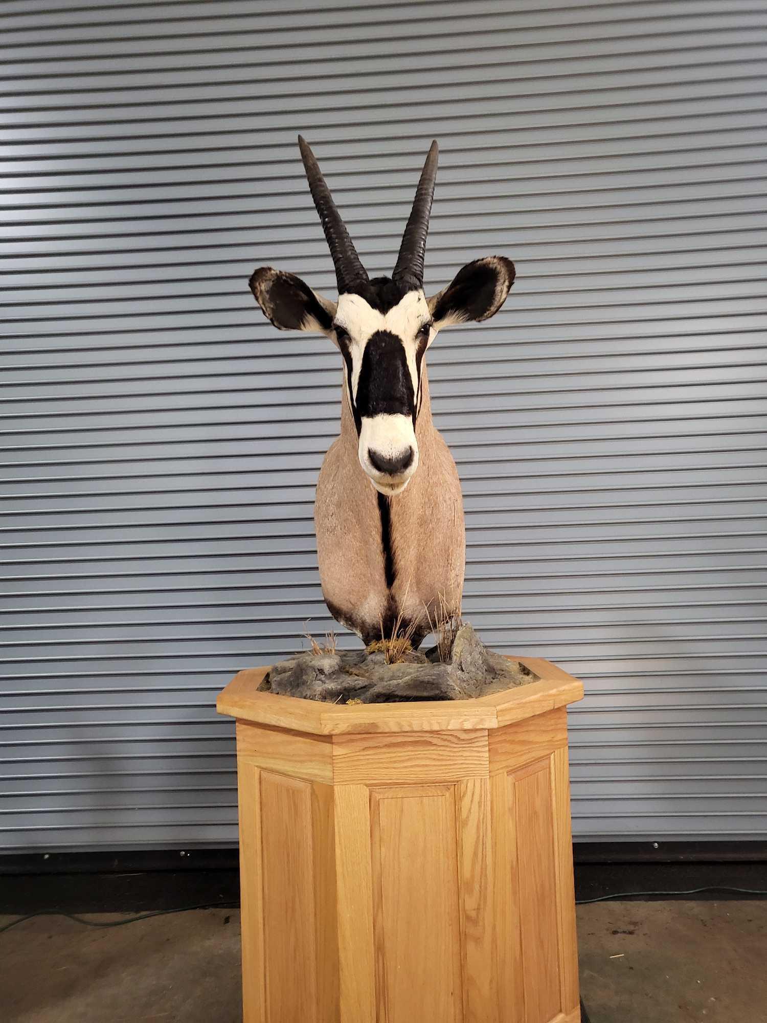 AFRICAN GEMSBOK TAXIDERMY PEDESTAL MOUNT (1 of 4)
