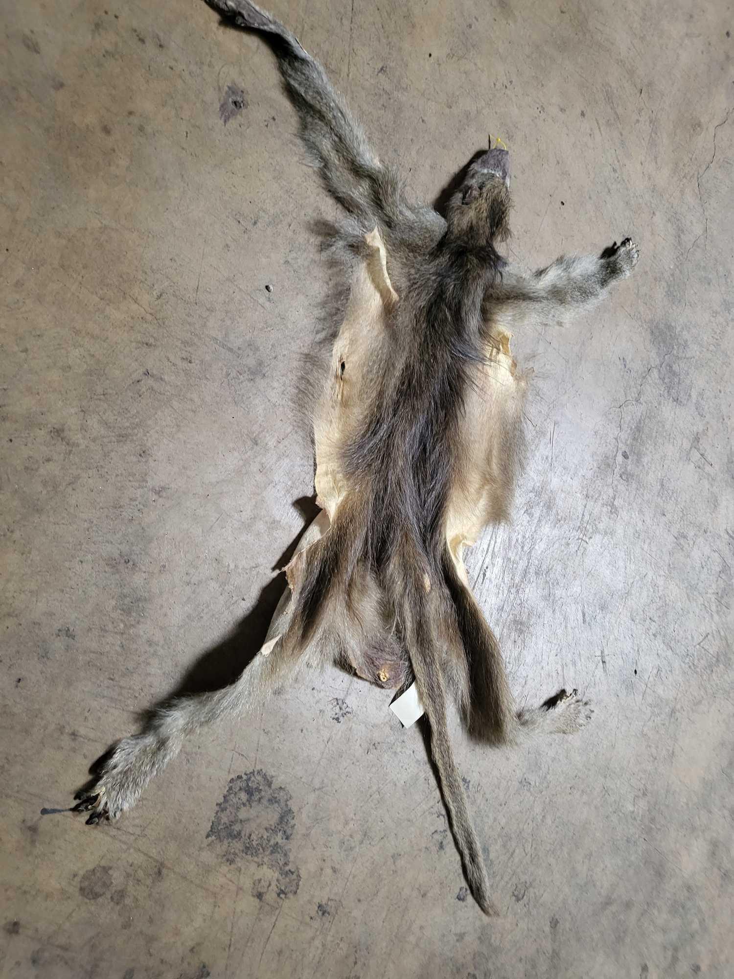 TAXIDERMY BABOON HIDE: TAXIDERMY BABOON HIDELOOKS LIKE ITS ALL THERE FOR A LIFE SIZE MOUNT