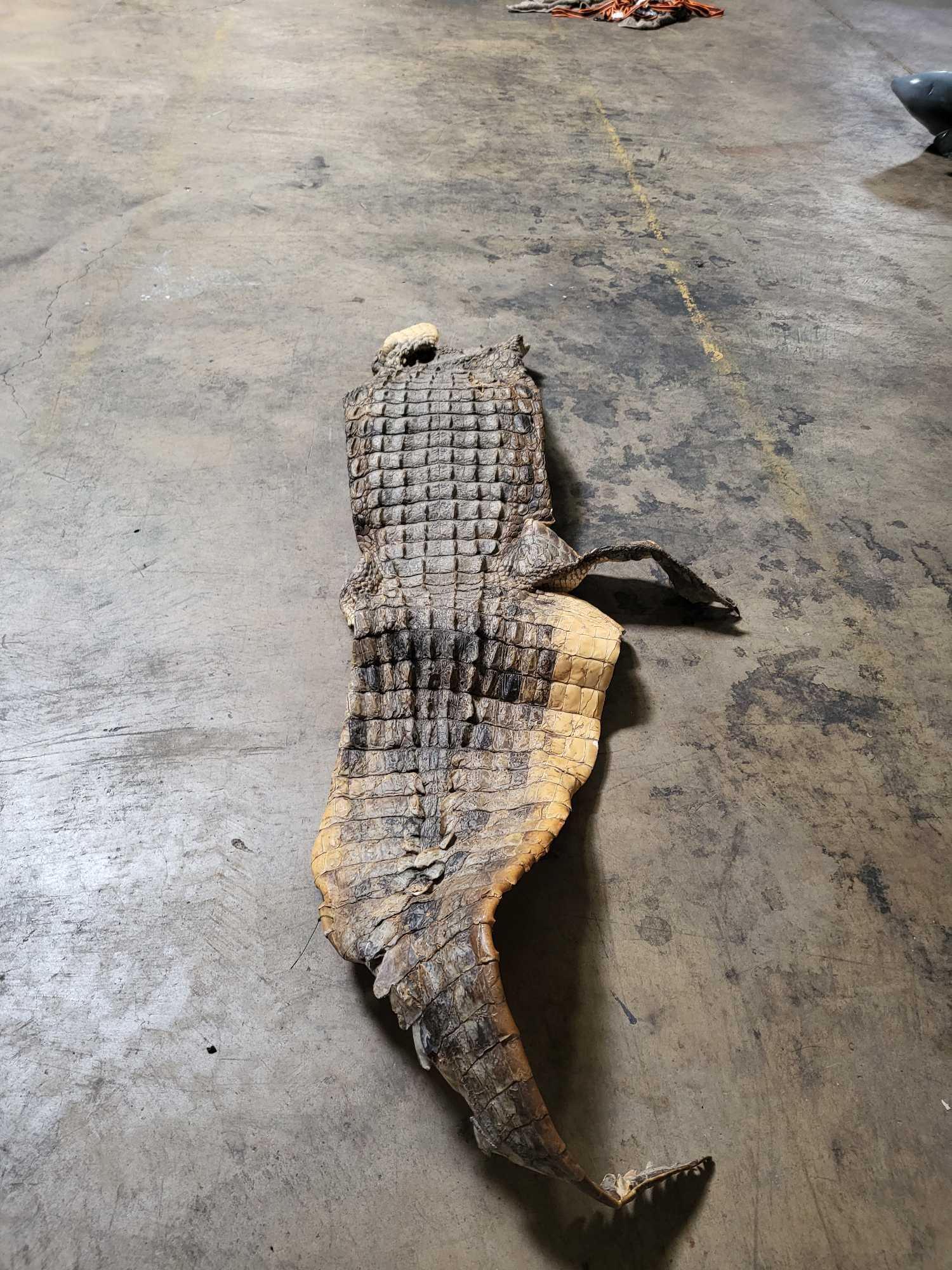 TAXIDERMY CROCODILE HIDE - OHIO RESIDENTS ONLY! (1 of 5)