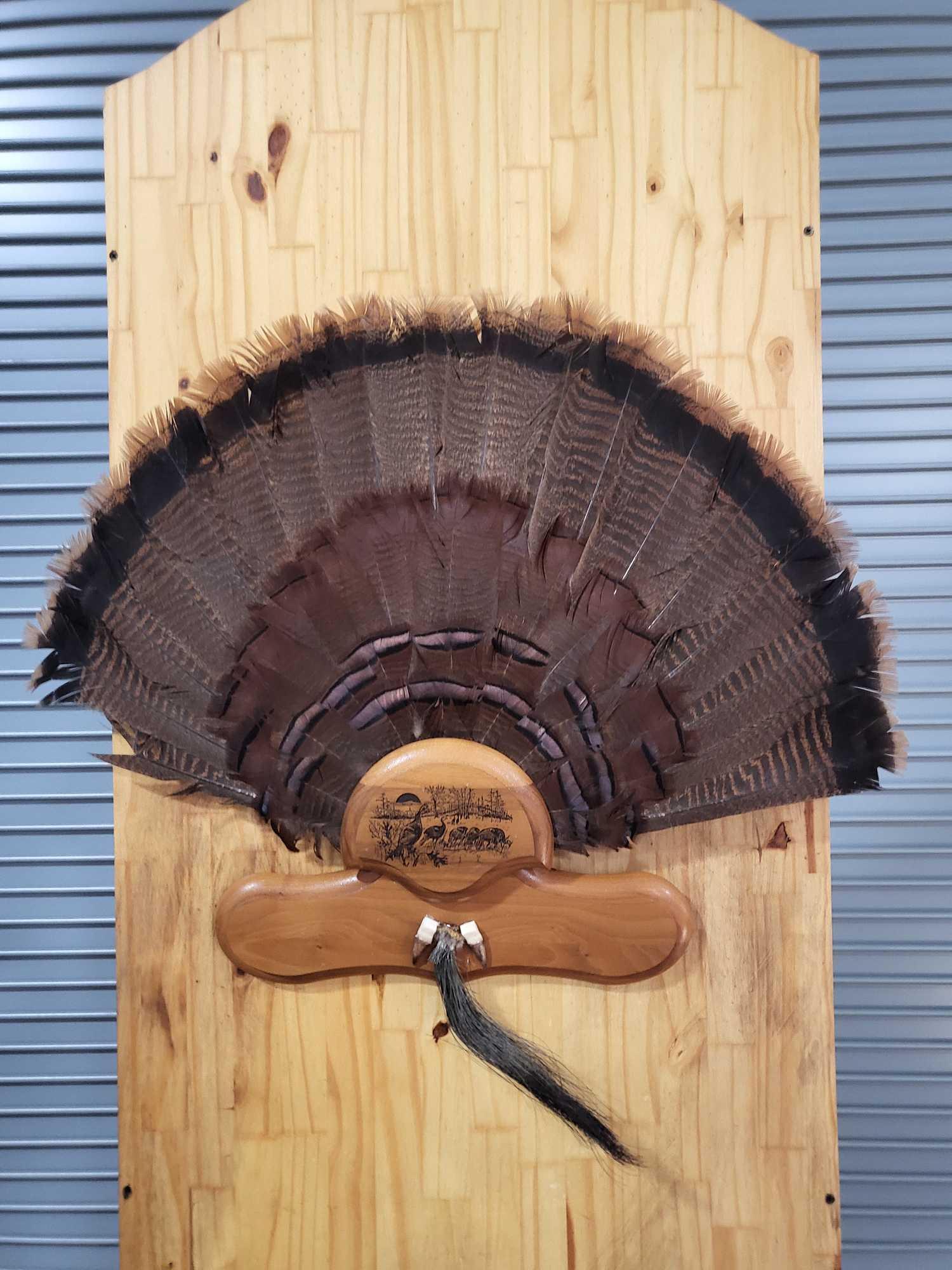 TAXIDERMY TURKEY TAIL (1 of 2)