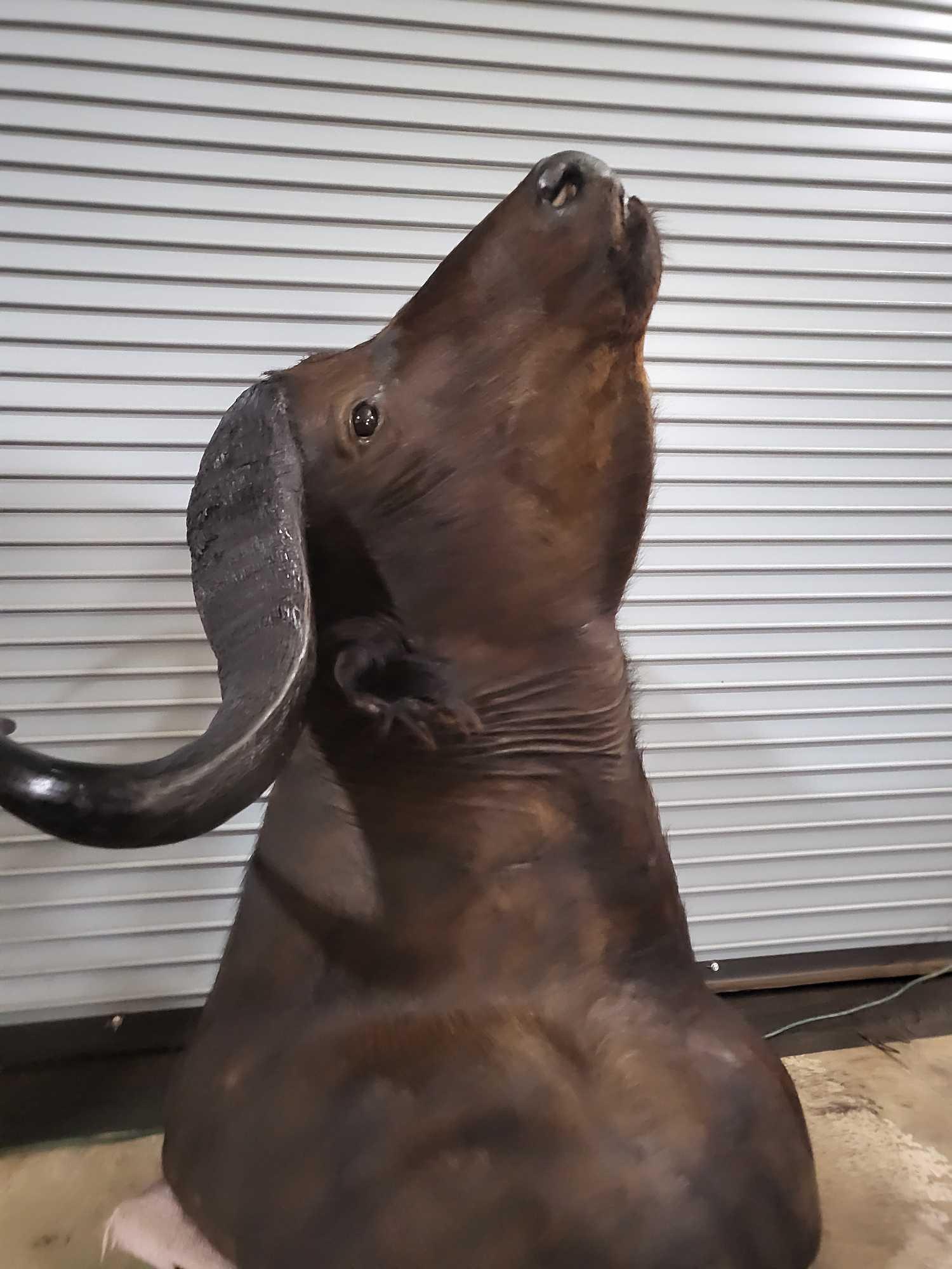 CAPE BUFFALO TAXIDERMY SHOULDER MOUNT (1 of 6)