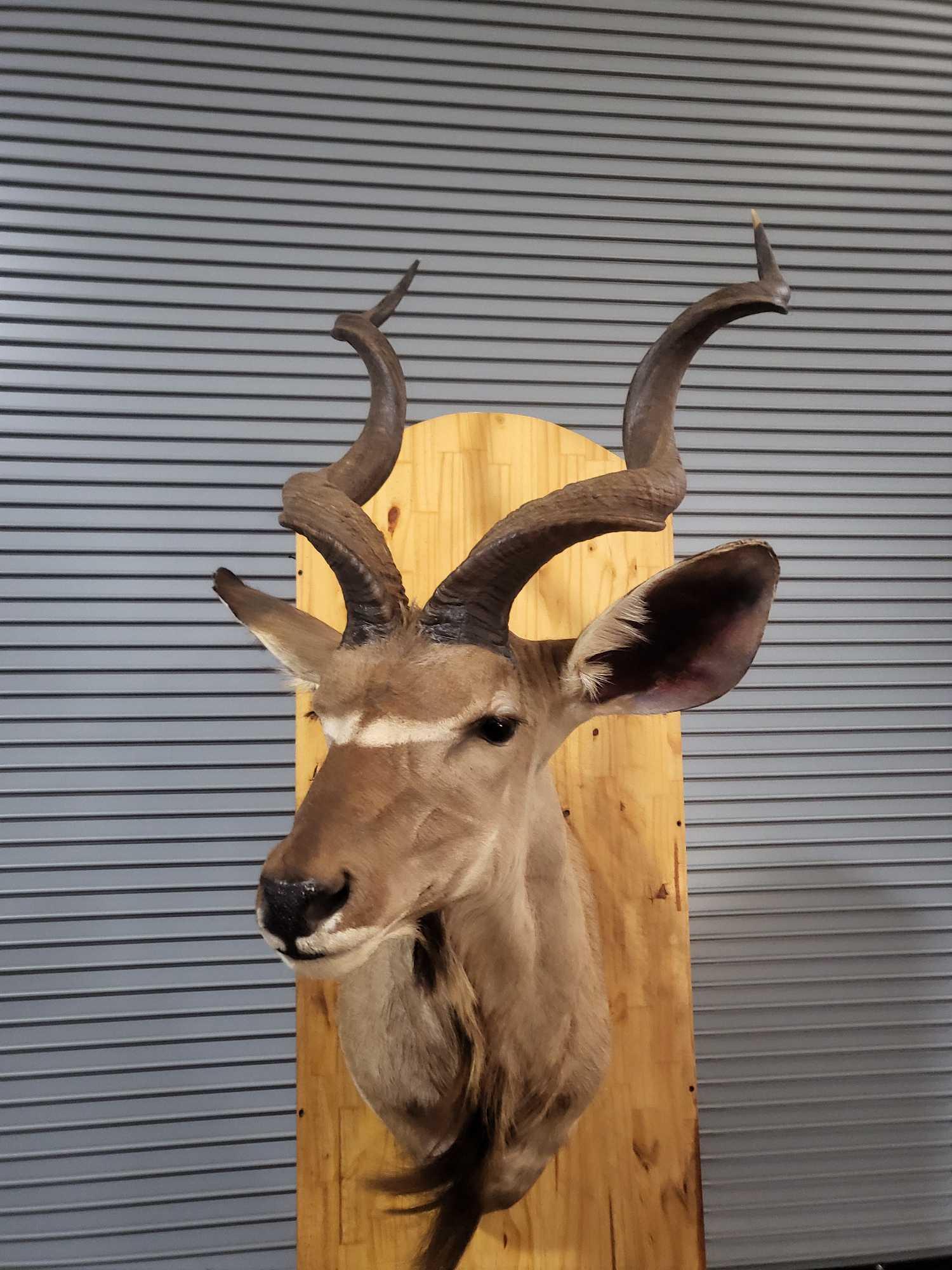 BIG AFRICAN GREATER KUDU TAXIDERMY SHOULDER MOUNT (1 of 4)