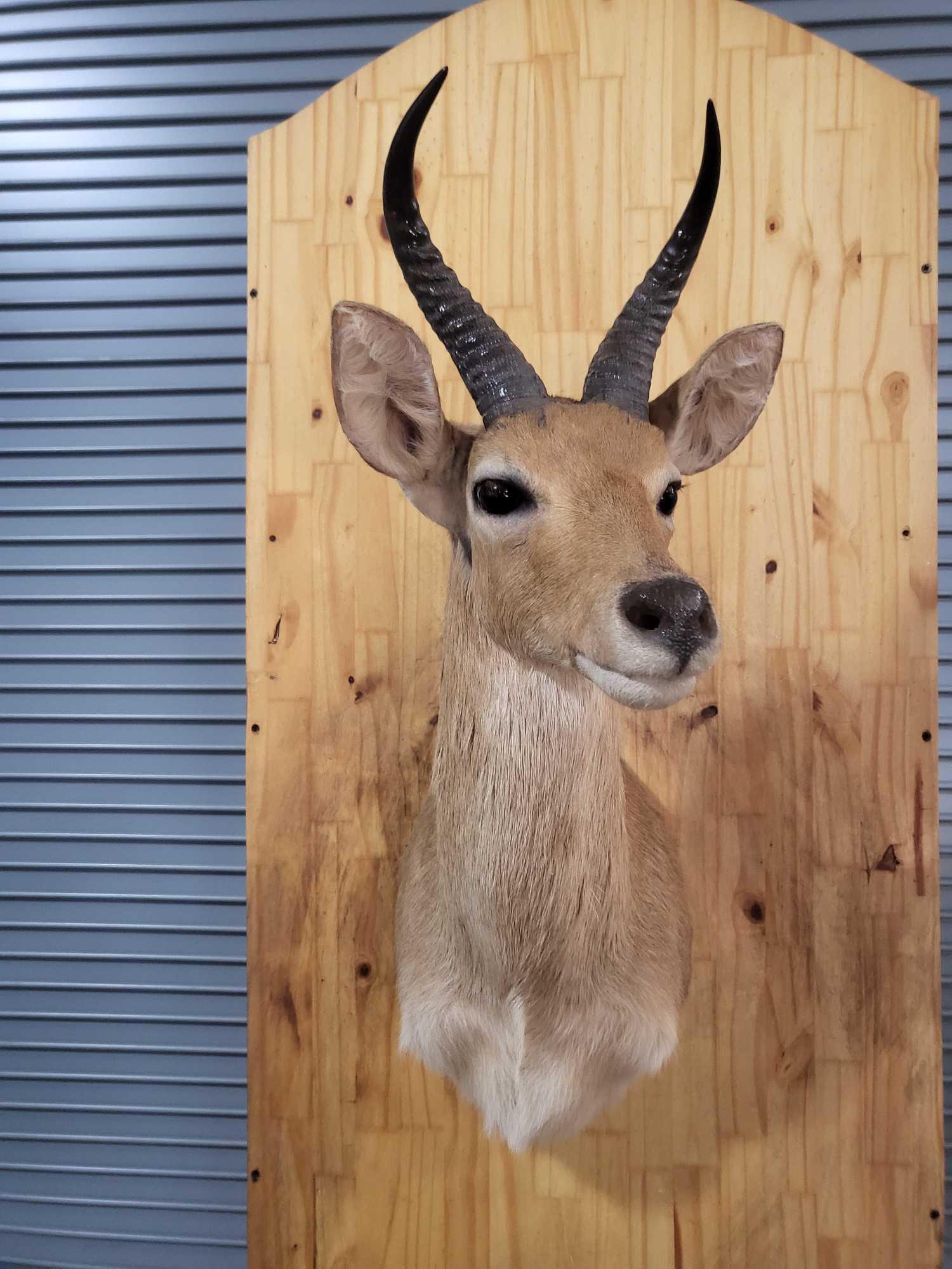 HARD TO FIND MOUNTAIN REEDBUCK TAXIDERMY SHOULDER MOUNT (1 of 3)