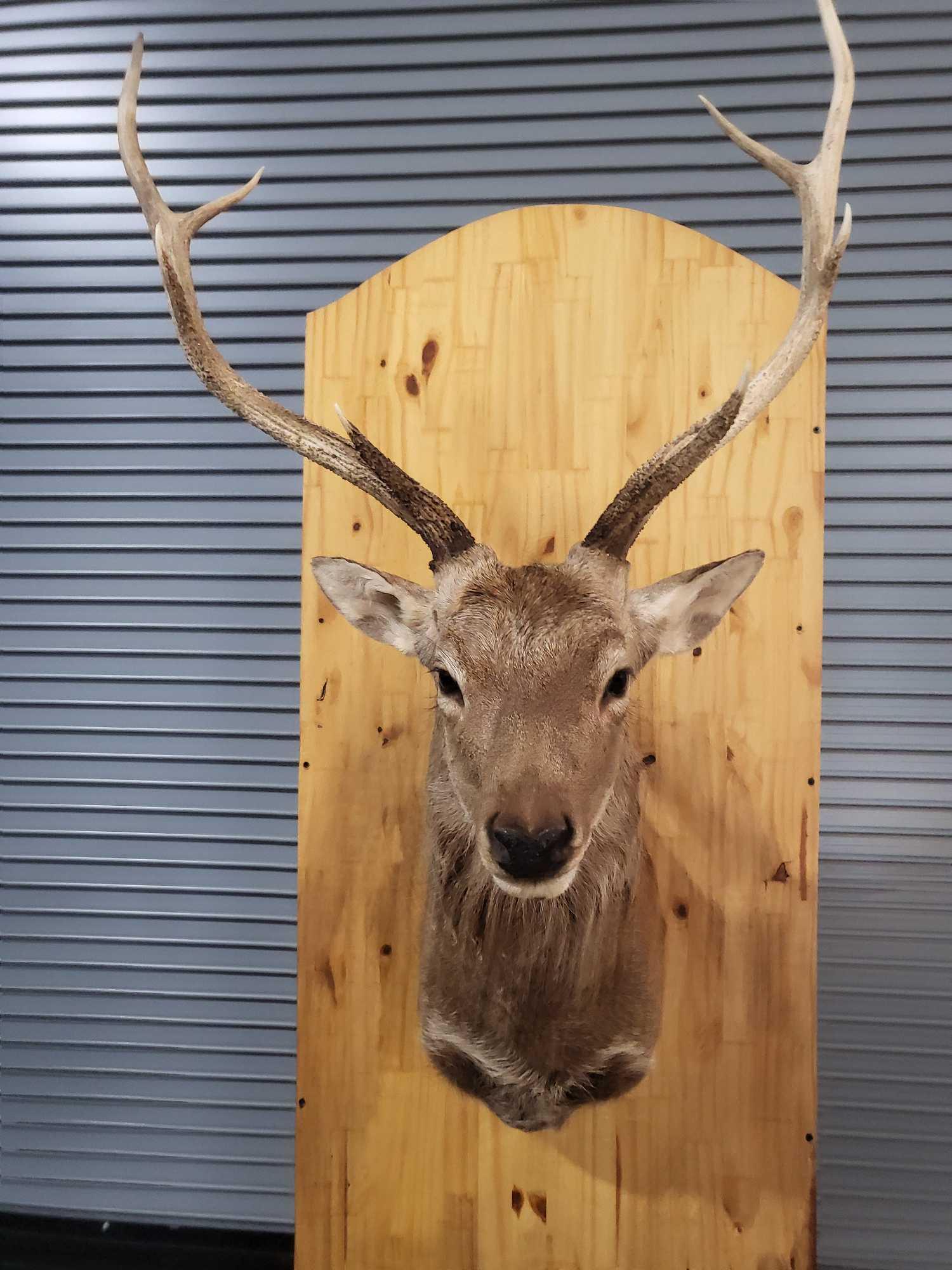 HARD TO FIND RUSA TAXIDERMY SHOULDER MOUNT (1 of 3)