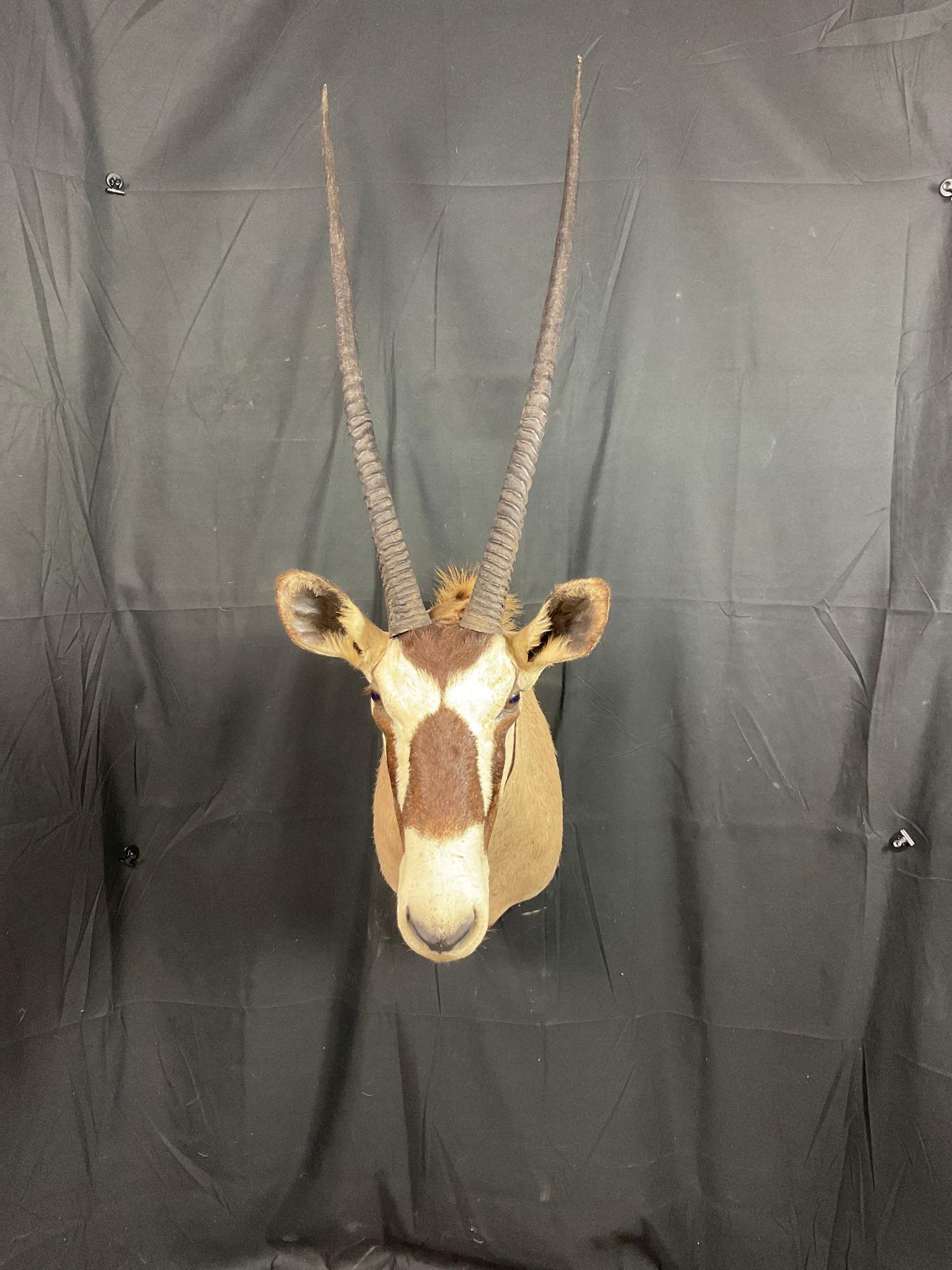 Gemsbok Mount (1 of 5)