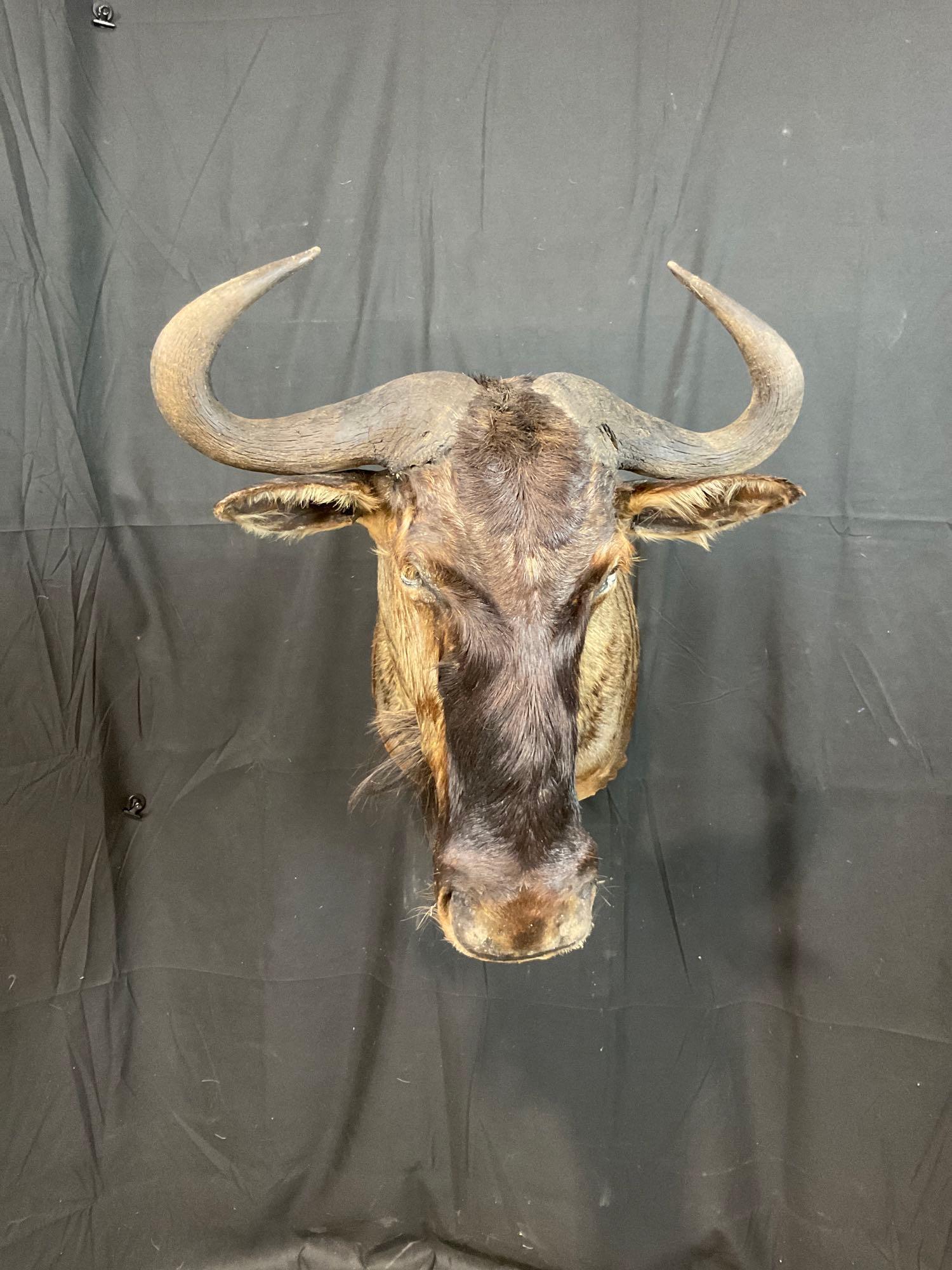 Blue Wildebeest (1 of 4)