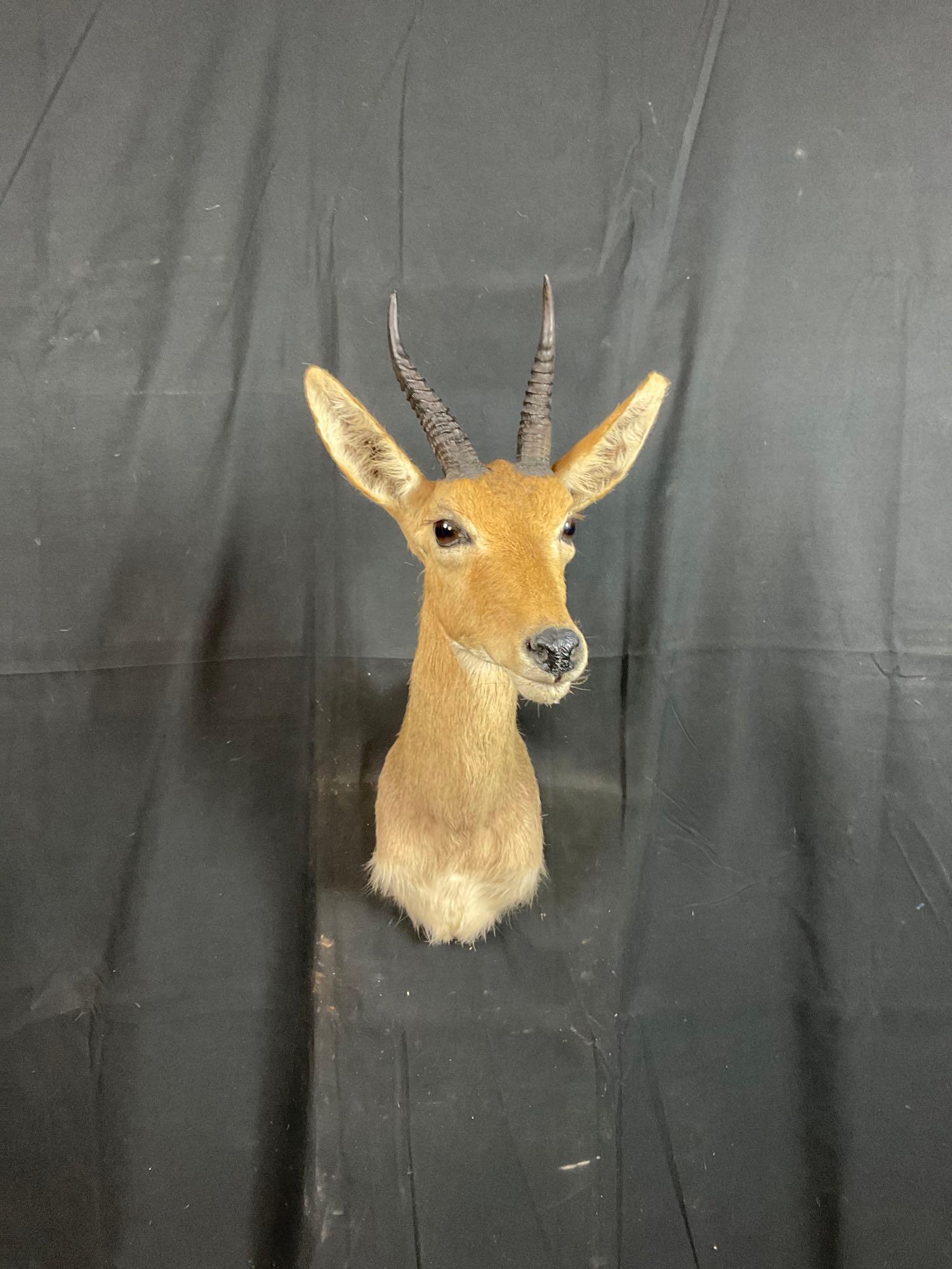 Mountain Reedbuck (1 of 3)