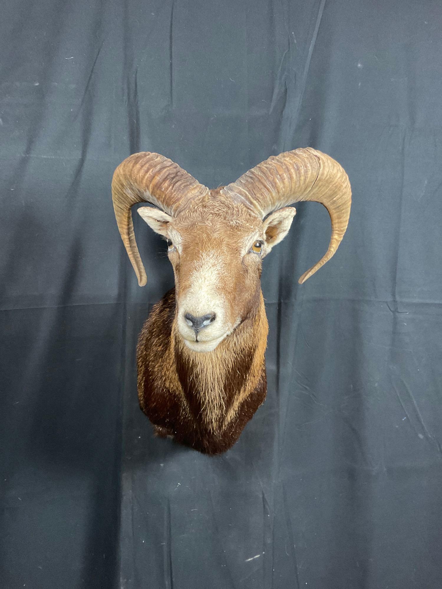 Mouflon Mount (1 of 3)