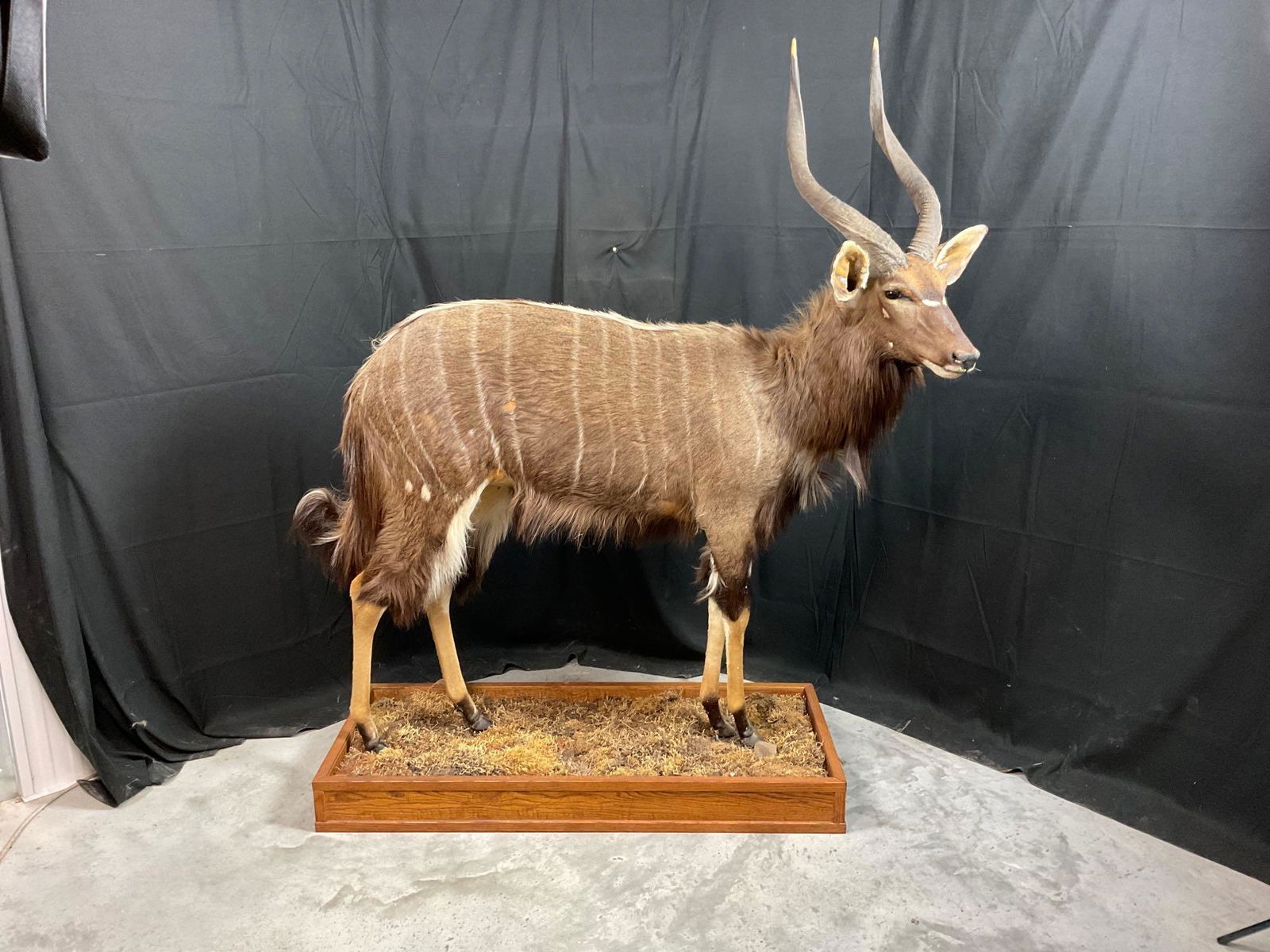 Nyala Mount (1 of 7)