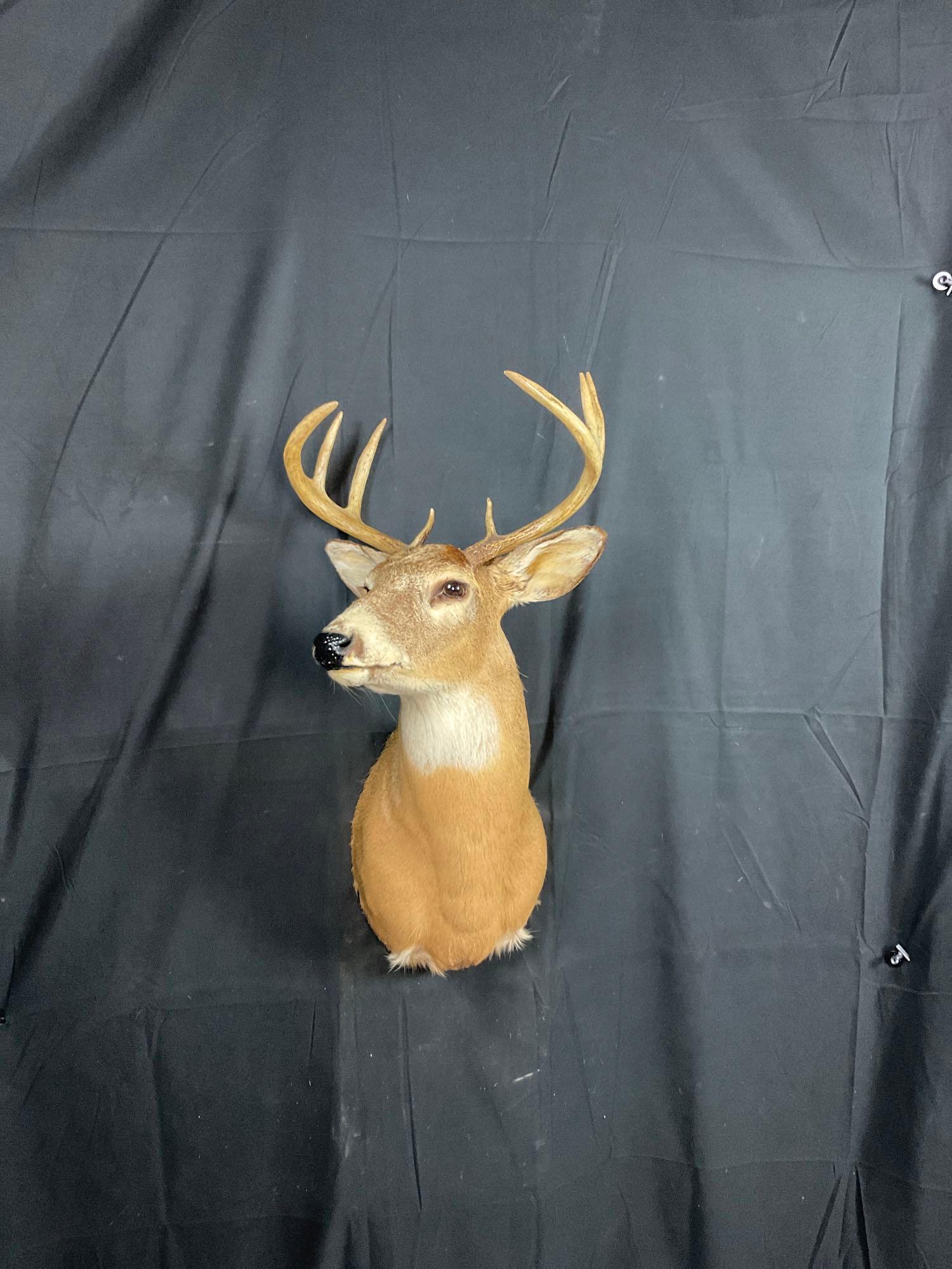 Whitetail Mount (1 of 3)