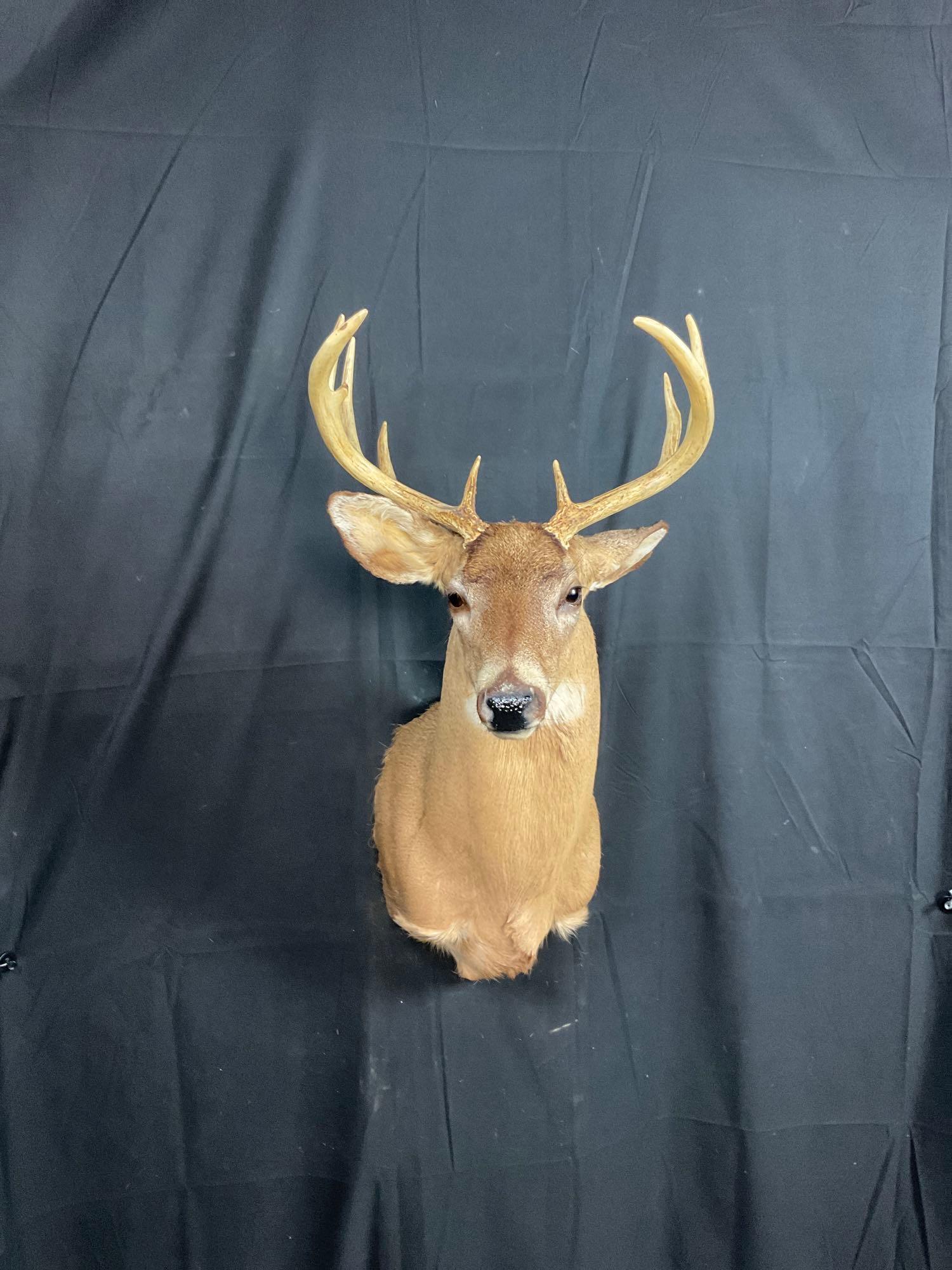 Whitetail Mount (1 of 3)