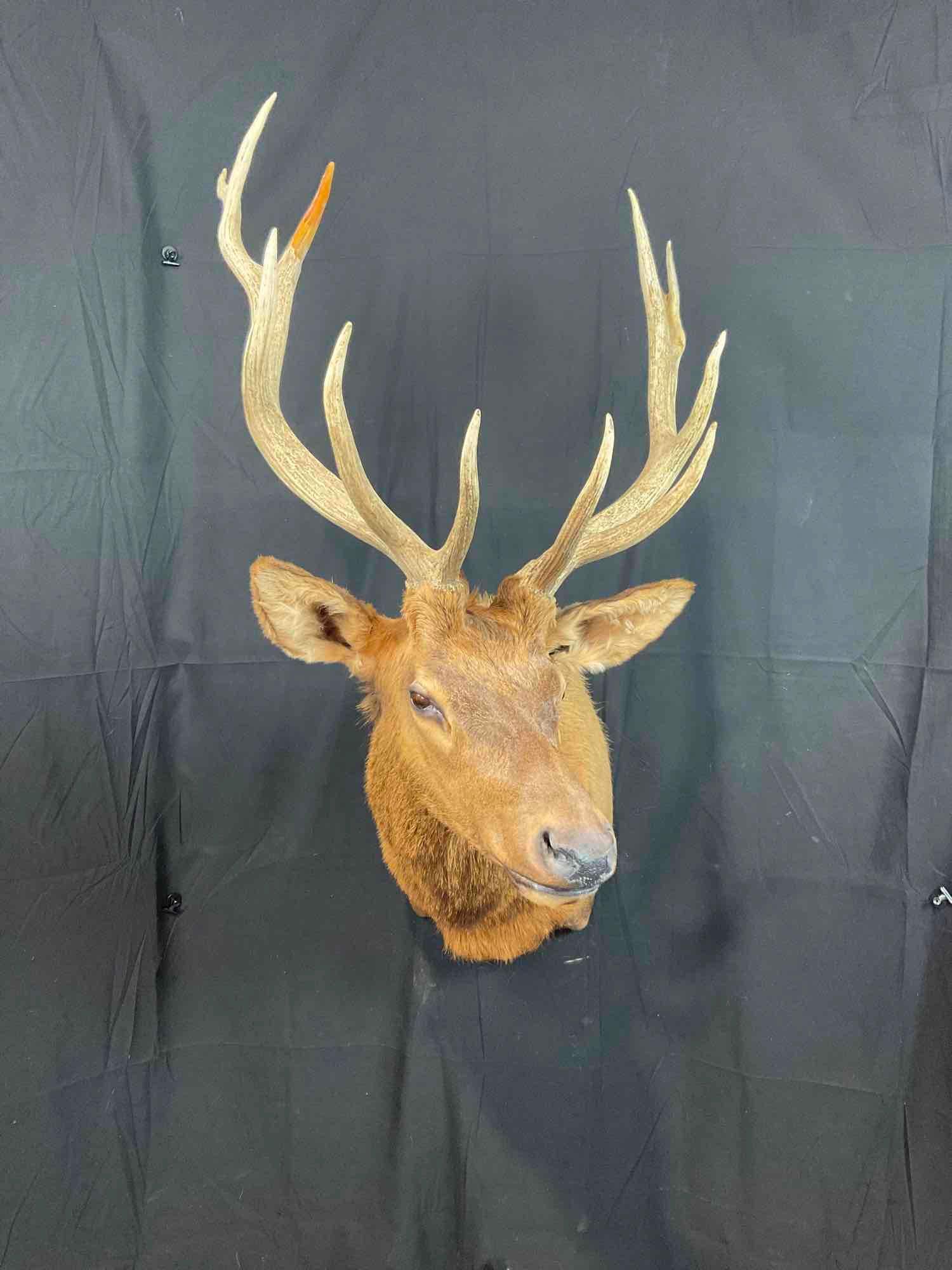 Elk Mount (1 of 5)