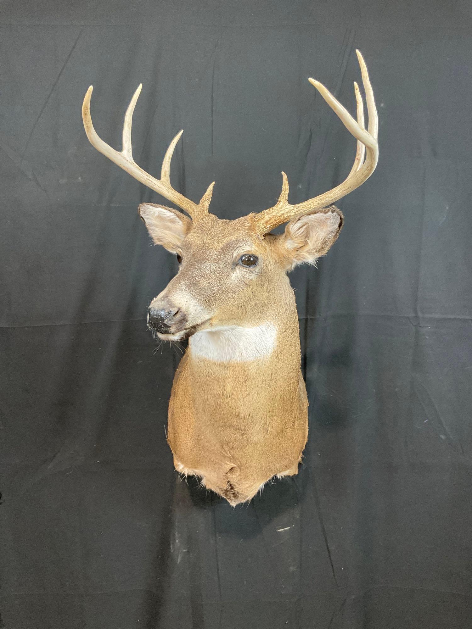 Whitetail Mount (1 of 3)