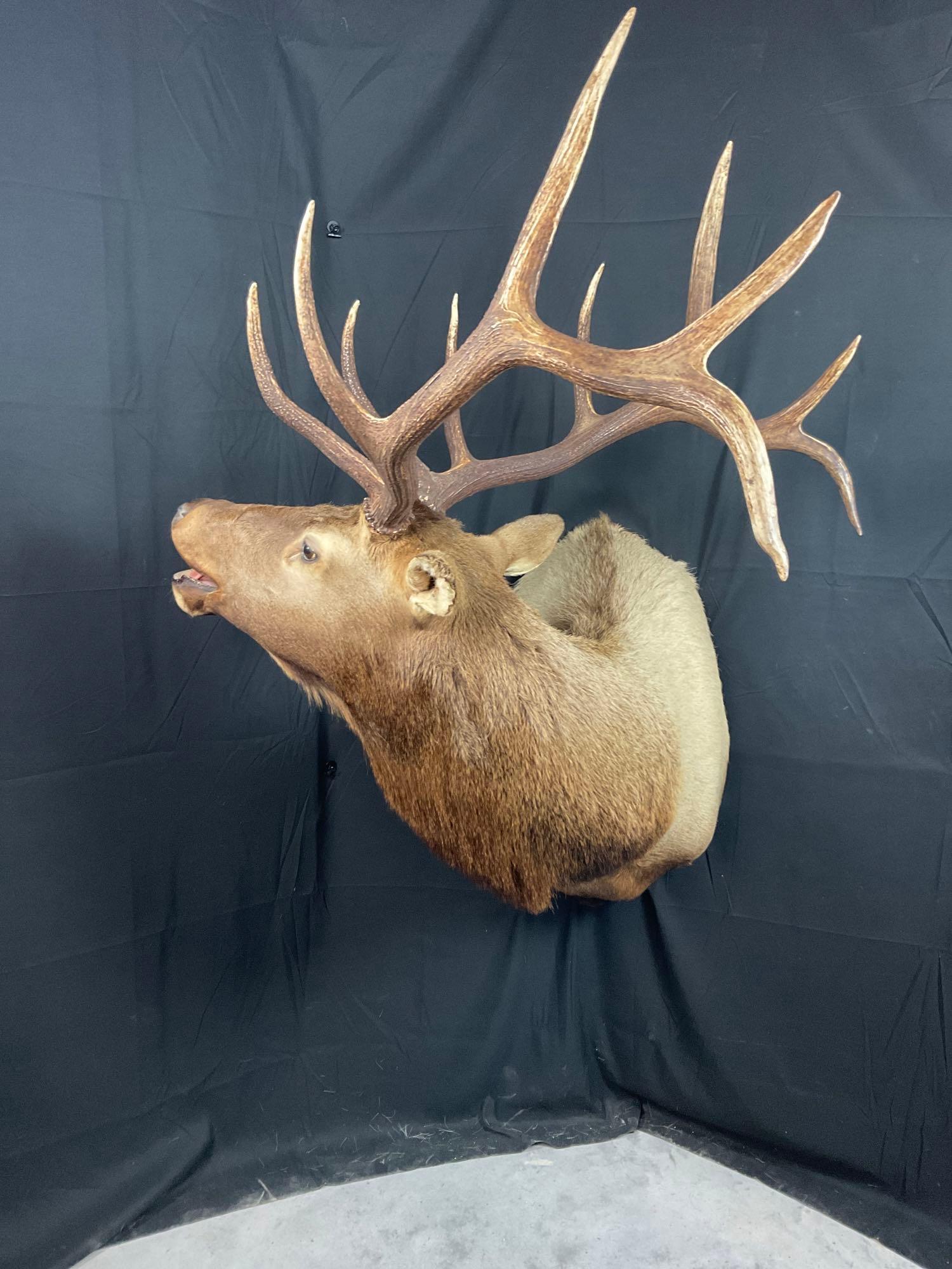 Elk Shoulder Mount (1 of 6)