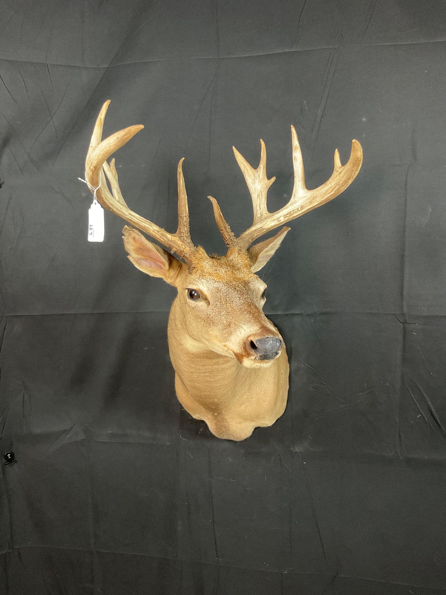 Whitetail Mount (1 of 4)