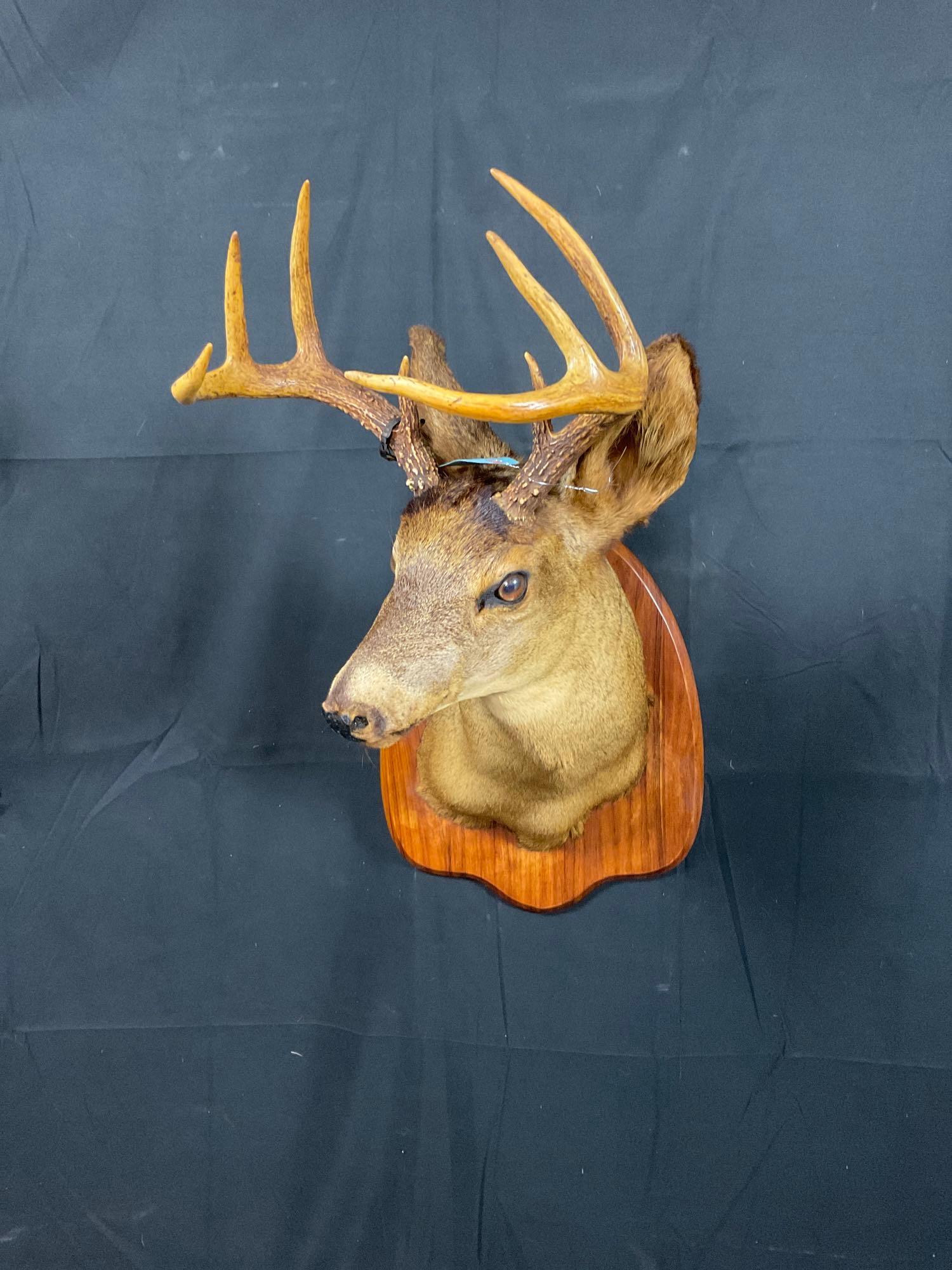 Whitetail Mount (1 of 3)