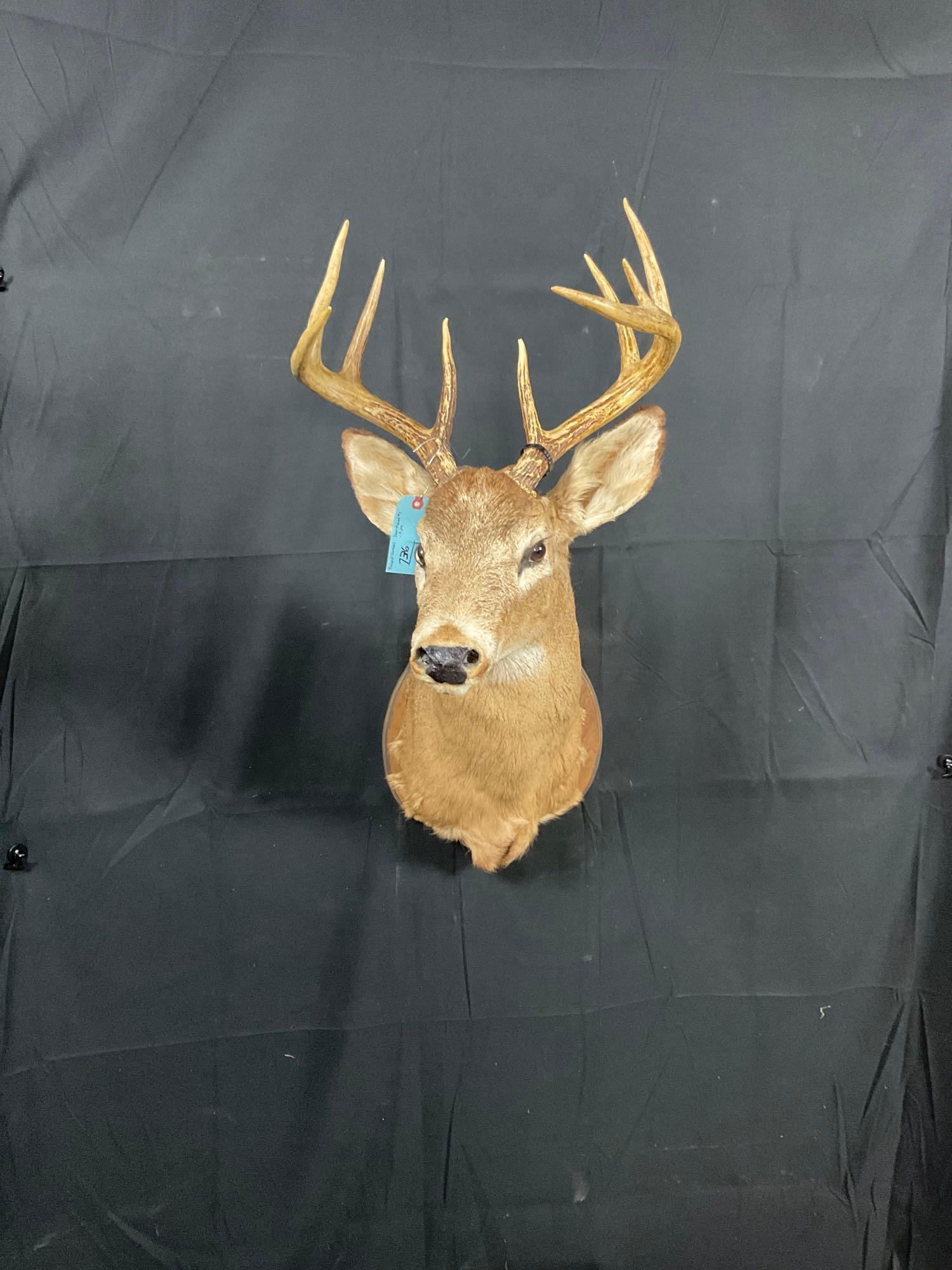 Whitetail Mount (1 of 3)
