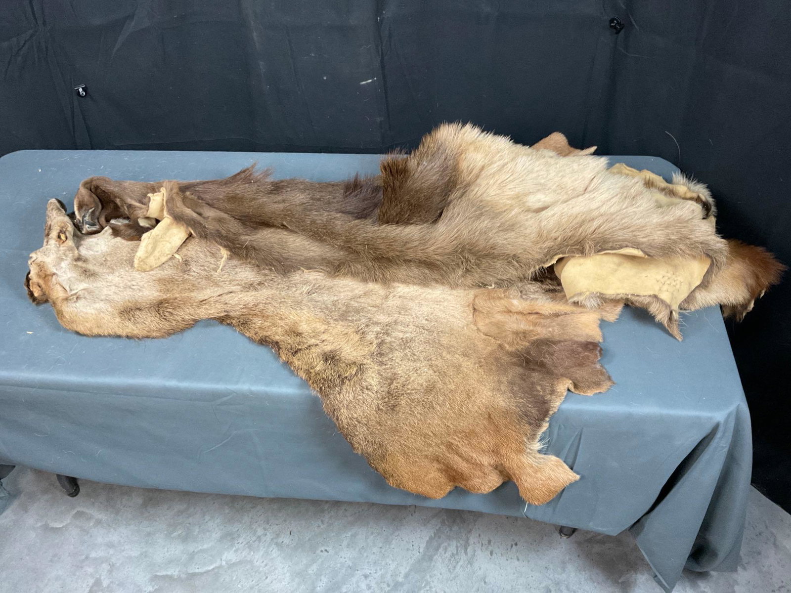 Elk & Red Deer Hide (1 of 11)