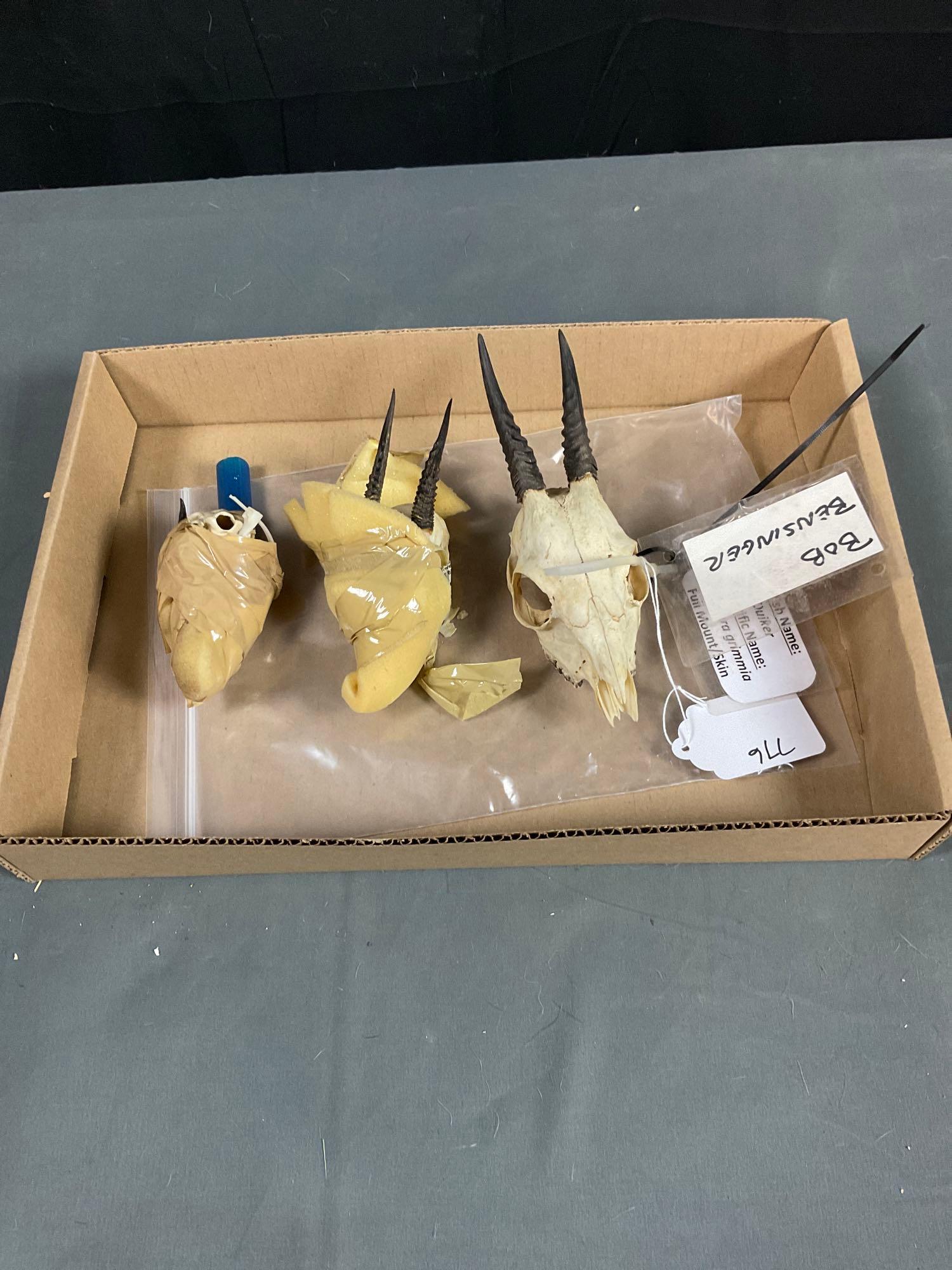 Duiker Skulls (1 of 3)