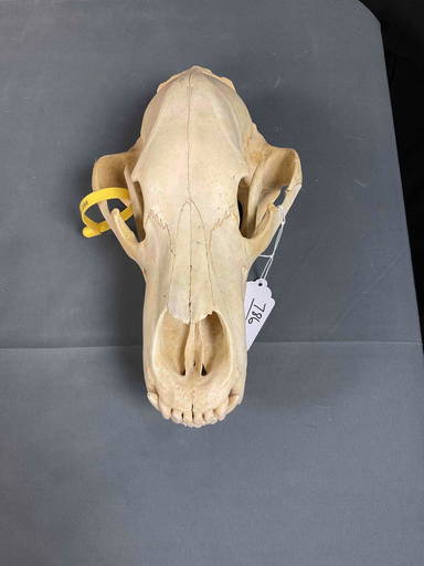 Grizzly Skull - Sep 16, 2022 | Steve Chupp Auctions in OH