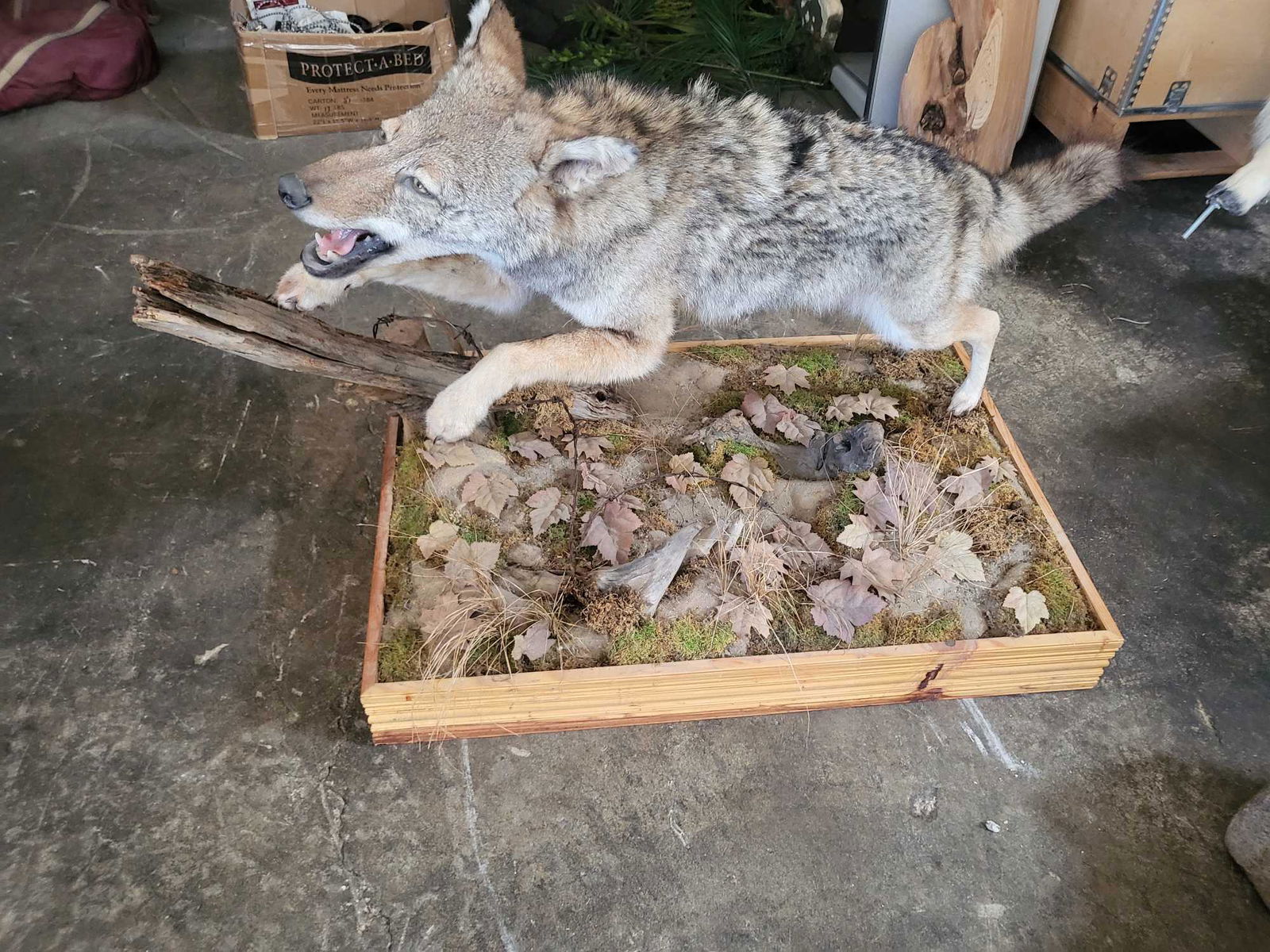 COYOTE LIFE SIZE MOUNT (1 of 3)