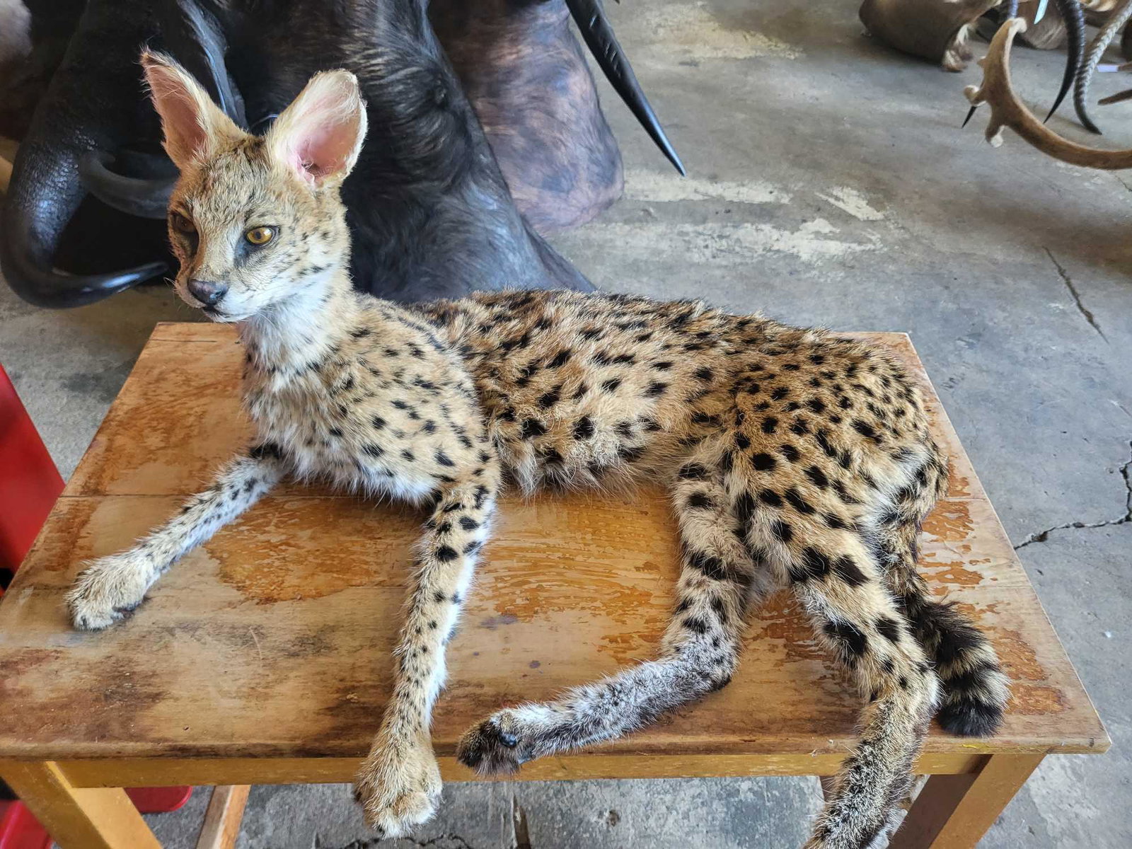 SERVAL CAT LIFE SIZE MOUNT (1 of 3)