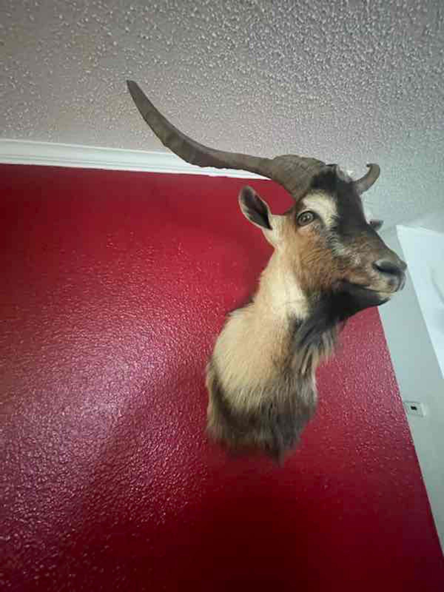 Ferrell Goat (1 of 4)