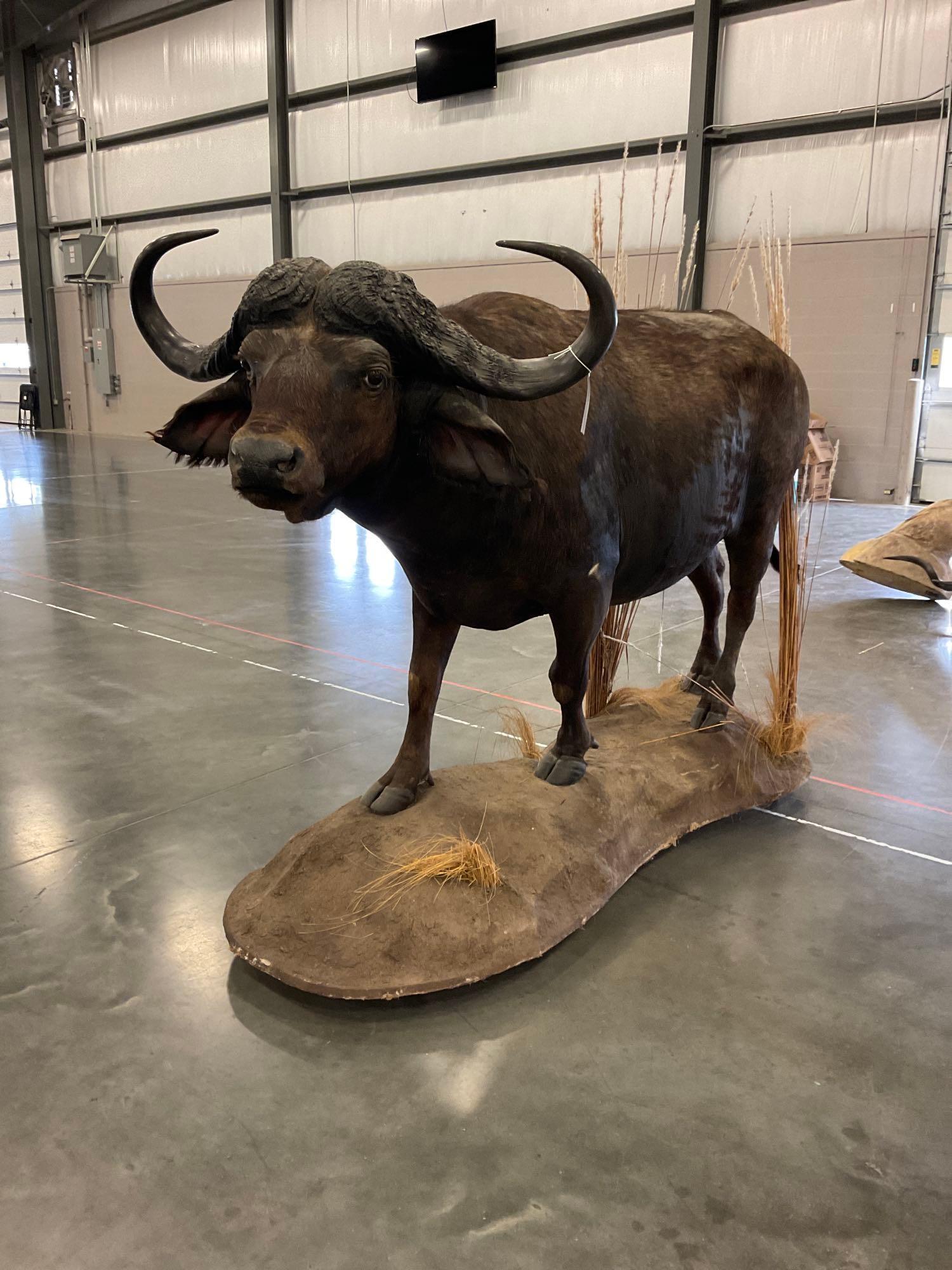 Cape Buffalo (1 of 5)