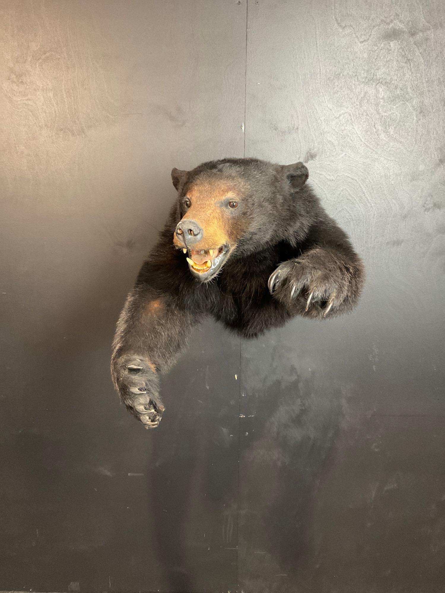 Black Bear Shoulder Mount (1 of 4)