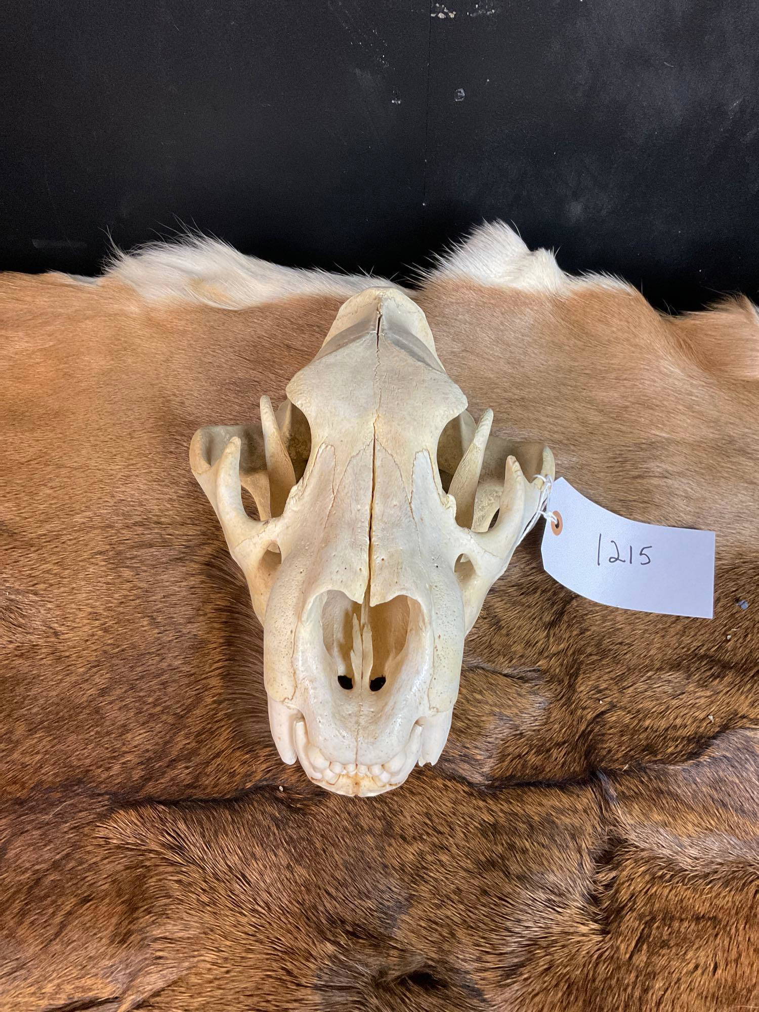 African Lion Skull (#1215) on Mar 23, 2023 | Steve Chupp Auctions in OH