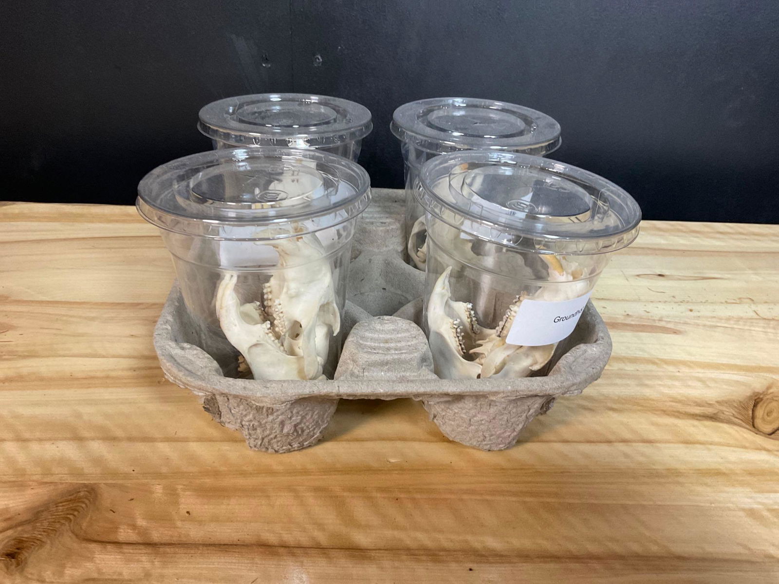 4 Groundhog Skulls (1 of 2)