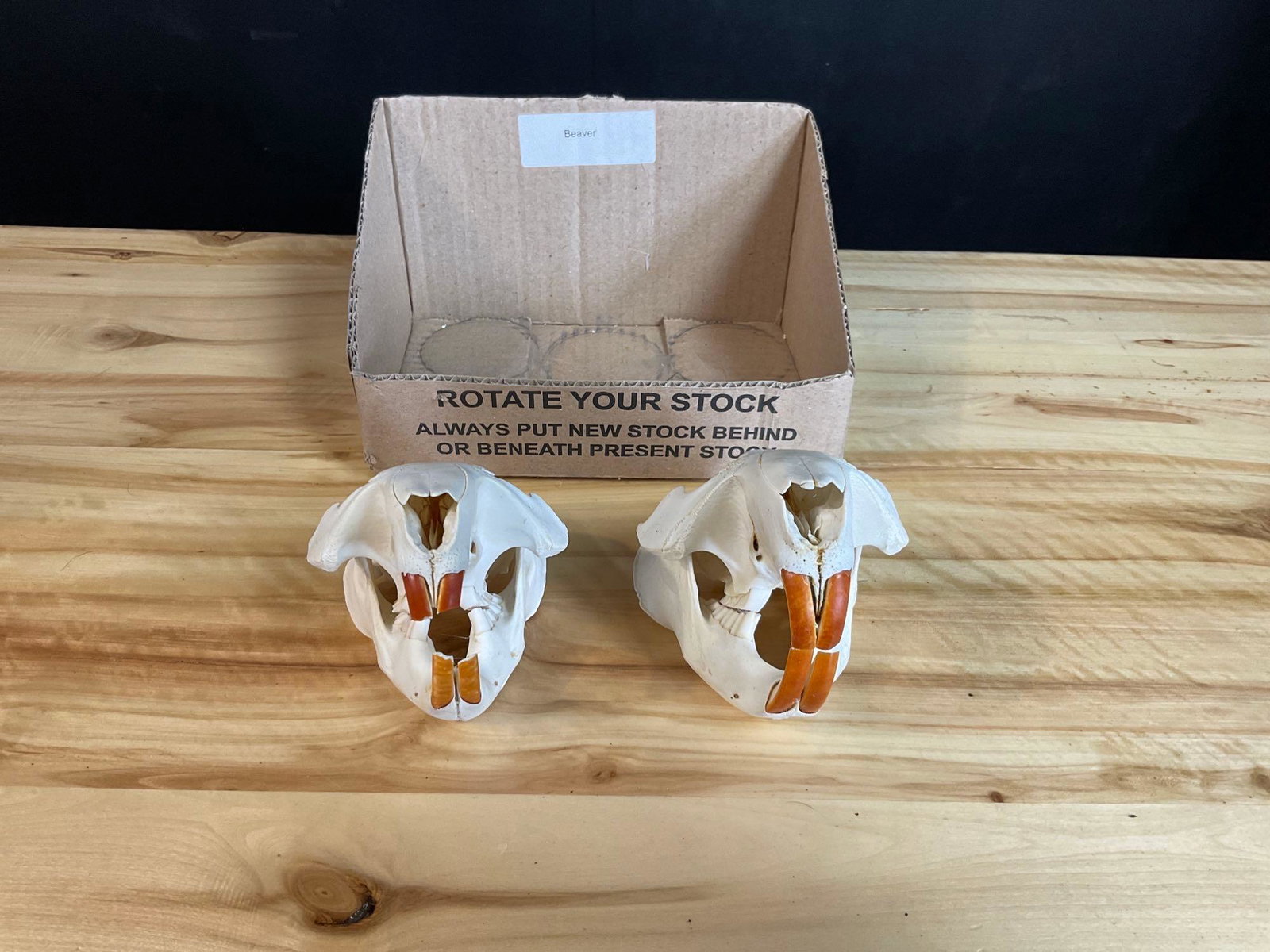 2 Beaver Skulls: 2 Beaver Skulls. Great Condition