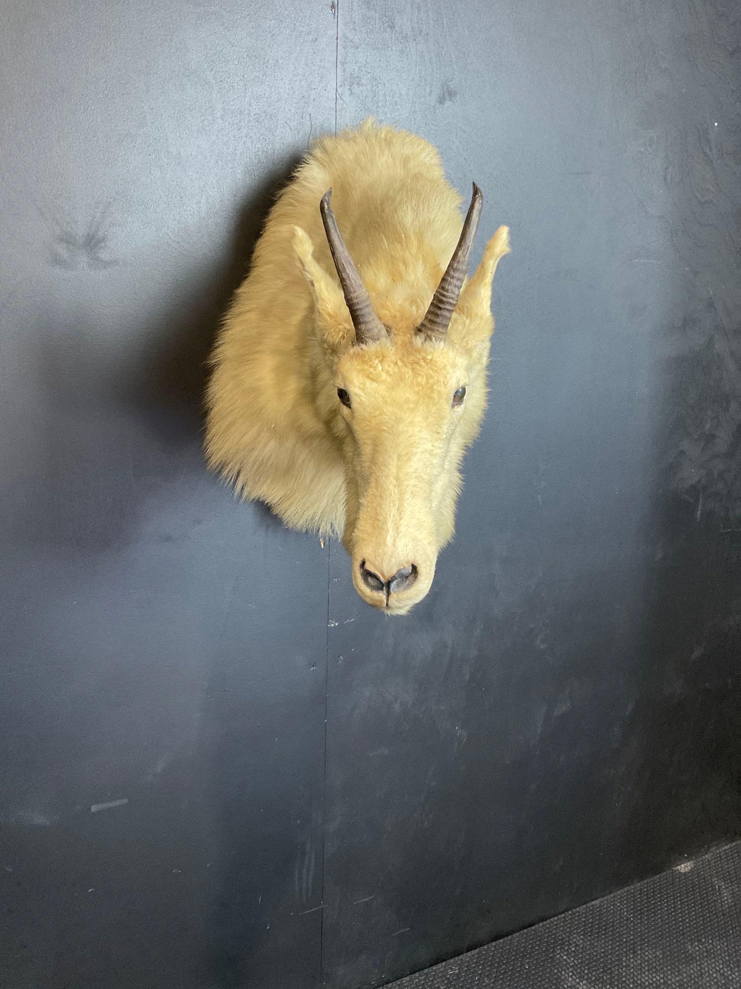 Mountain Goat Shoulder Mount: Mountain Goat Shoulder Mount. Fair Condition