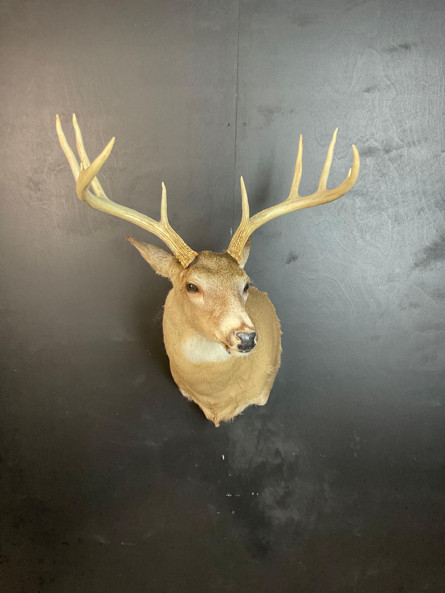 Main Frame 8 Pt Whitetail Shoulder Mount (1 of 3)