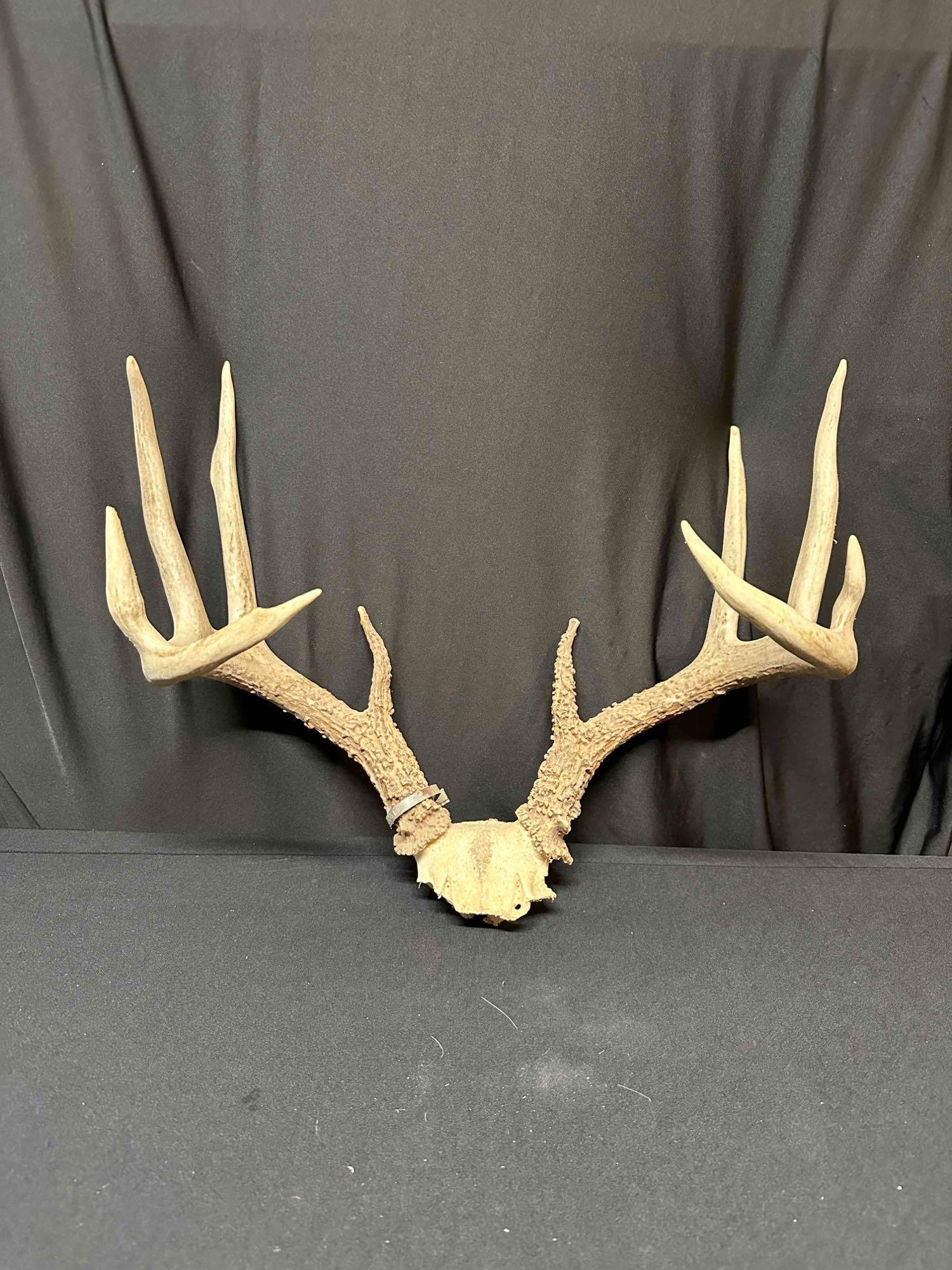Nice whitetail skull cap Mar 23, 2023 Steve Chupp Auctions in OH