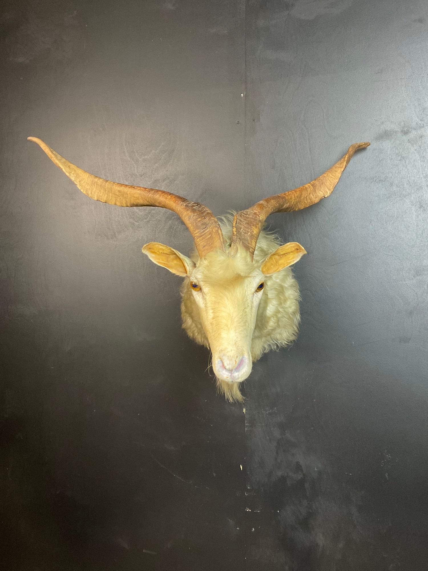 White Goat Shoulder Mount (1 of 5)