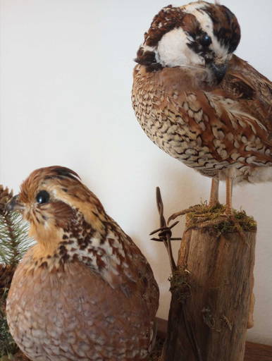 Pair Male Female Bobwhite Quail
